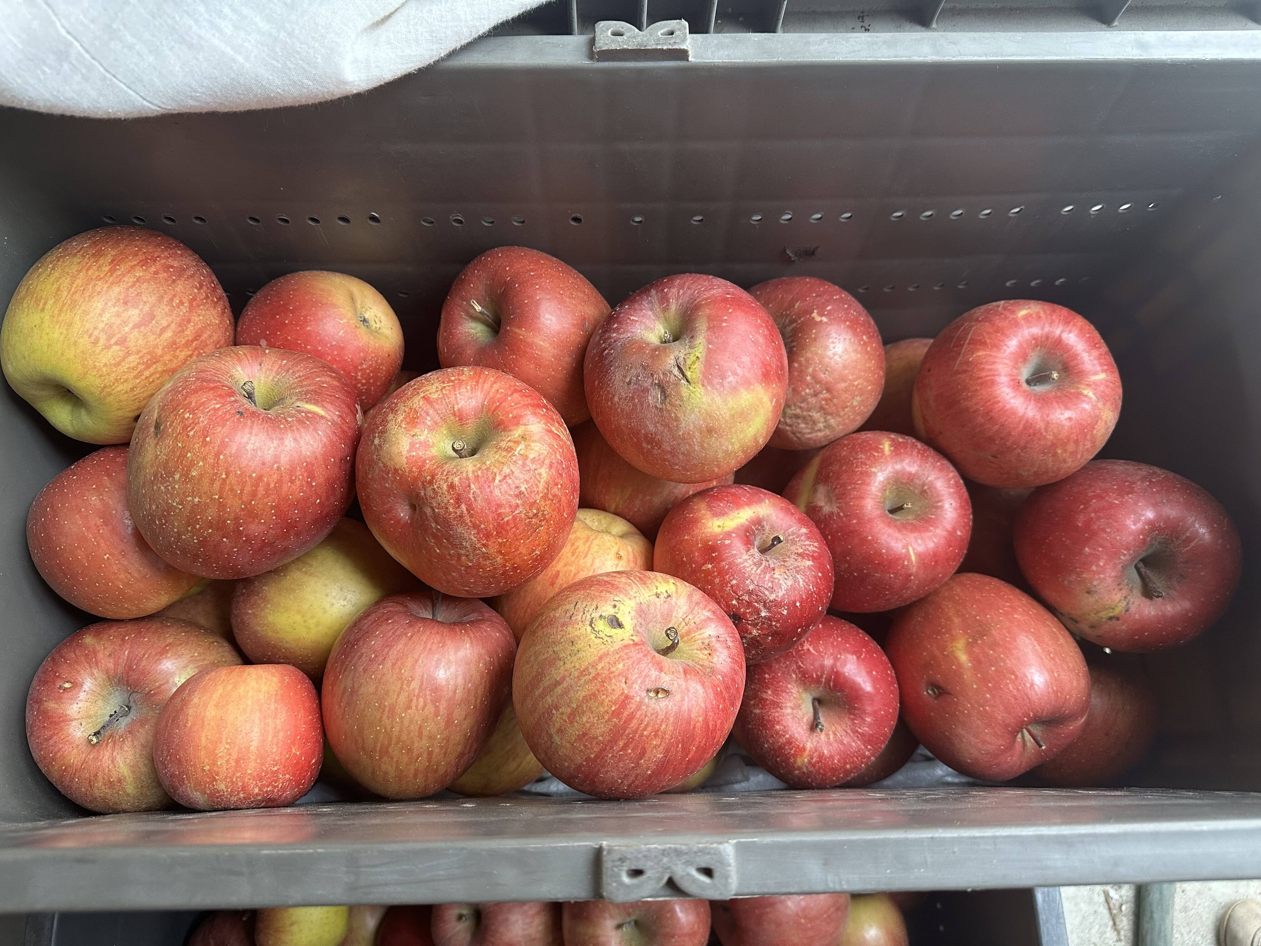 高質で安価 長野県産 摘果りんご 約5キロ 加工用