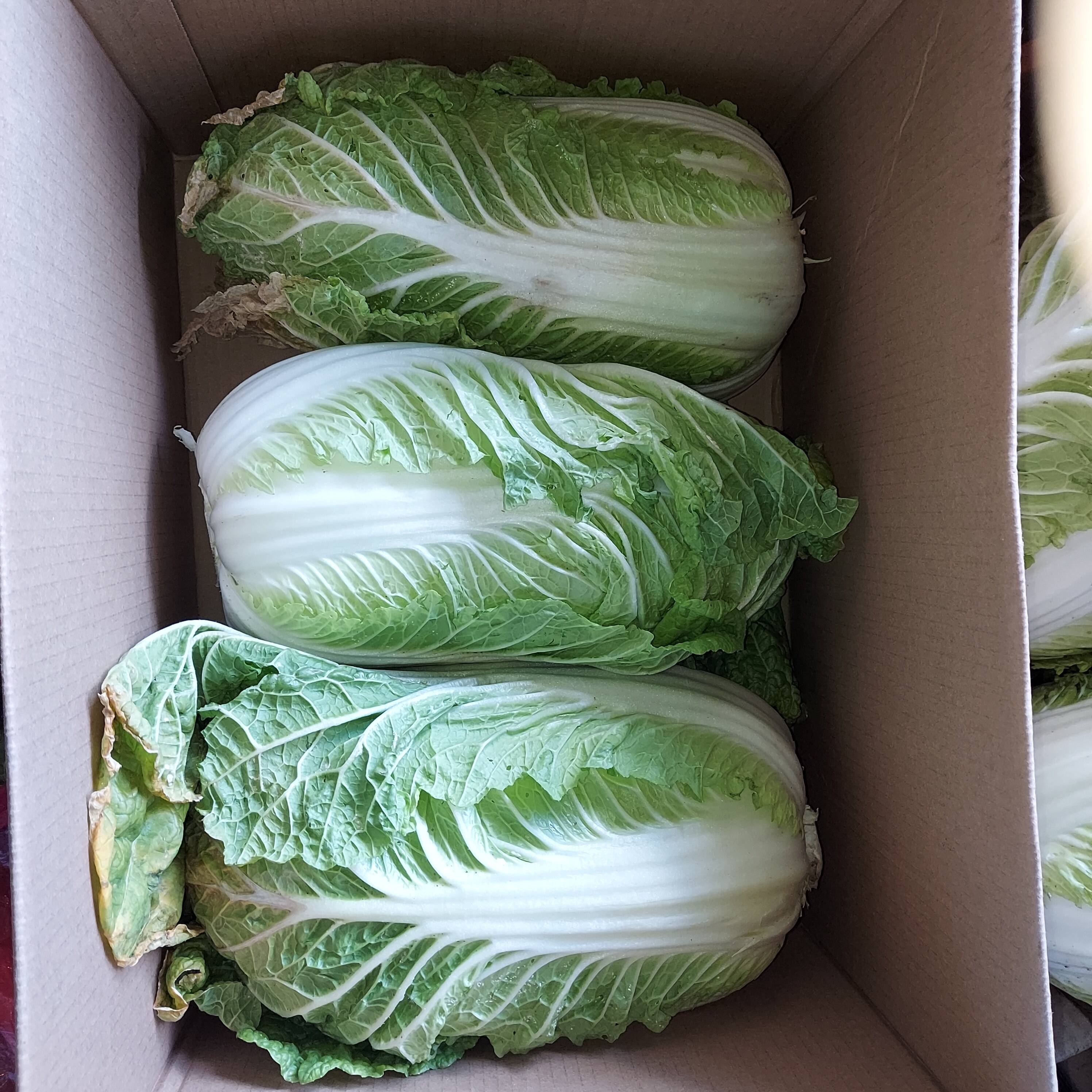 今が一番美味しい白菜！中容量：愛知県産のその他白菜｜食べチョク