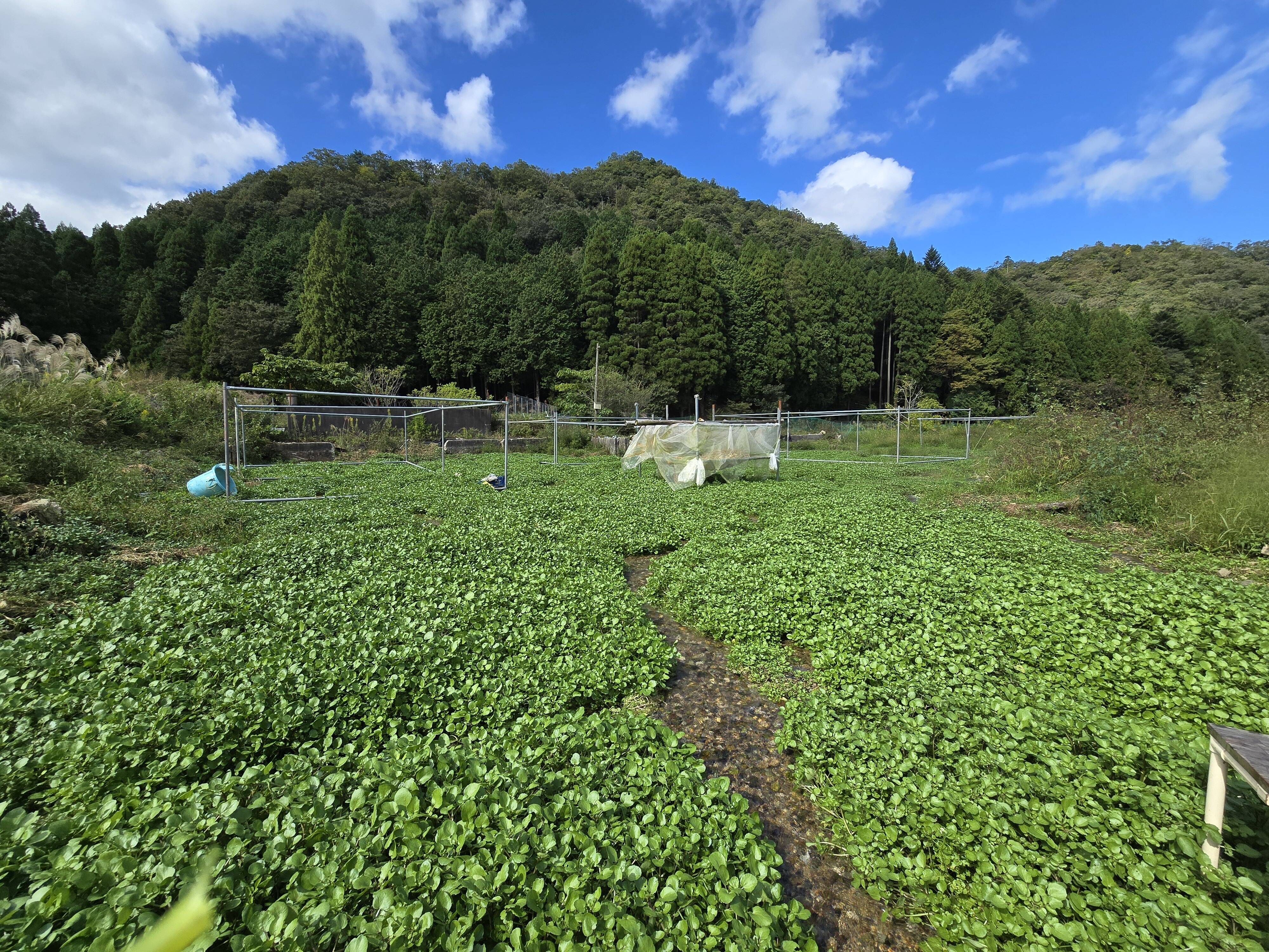 2kg】兵庫県但馬産 ごちそうクレソン［サイズ100］：兵庫県産のその他