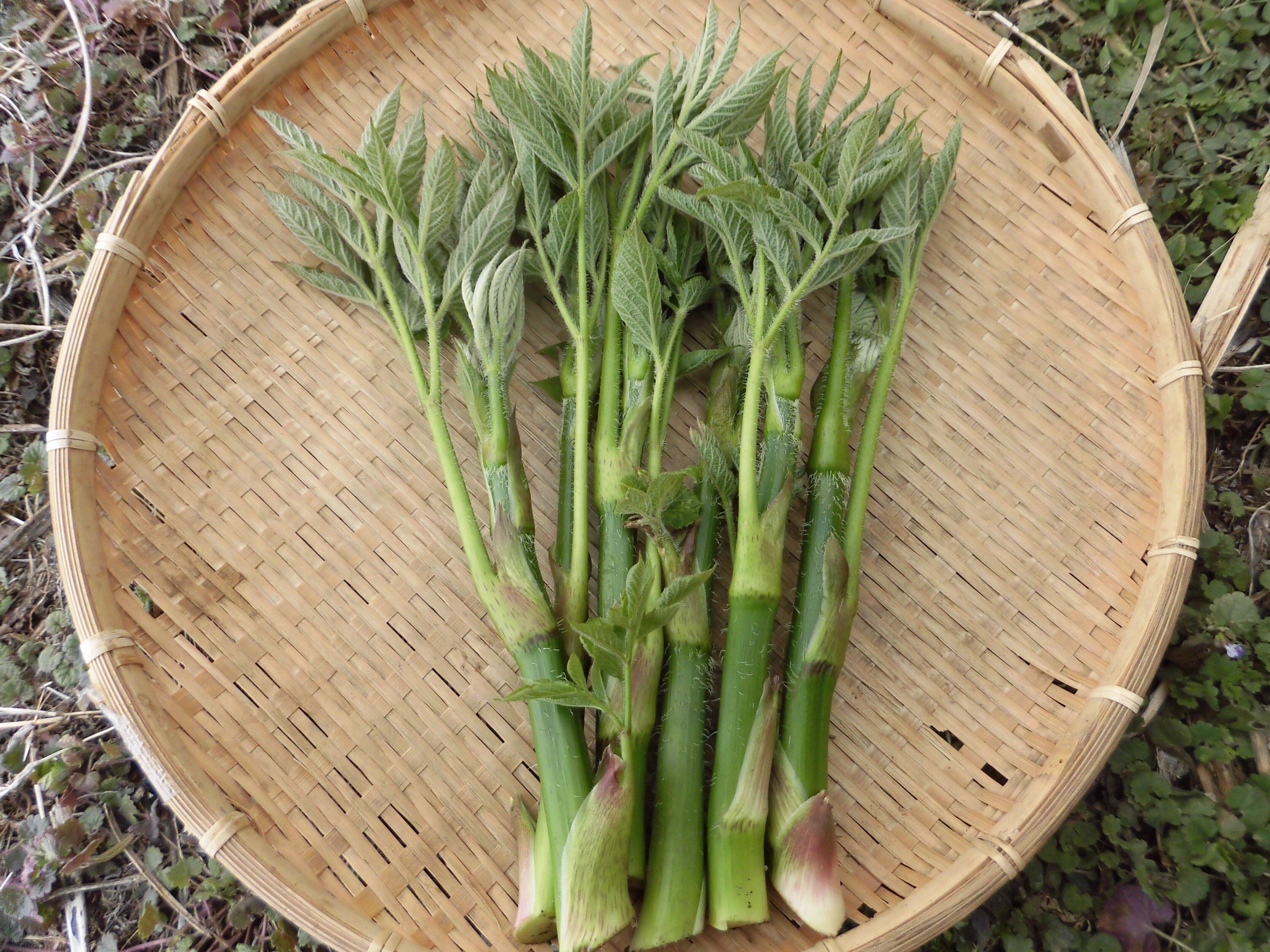 予約受付中 春の恵み！山ウド 1kg：長野県産のウド｜食べチョク｜産地
