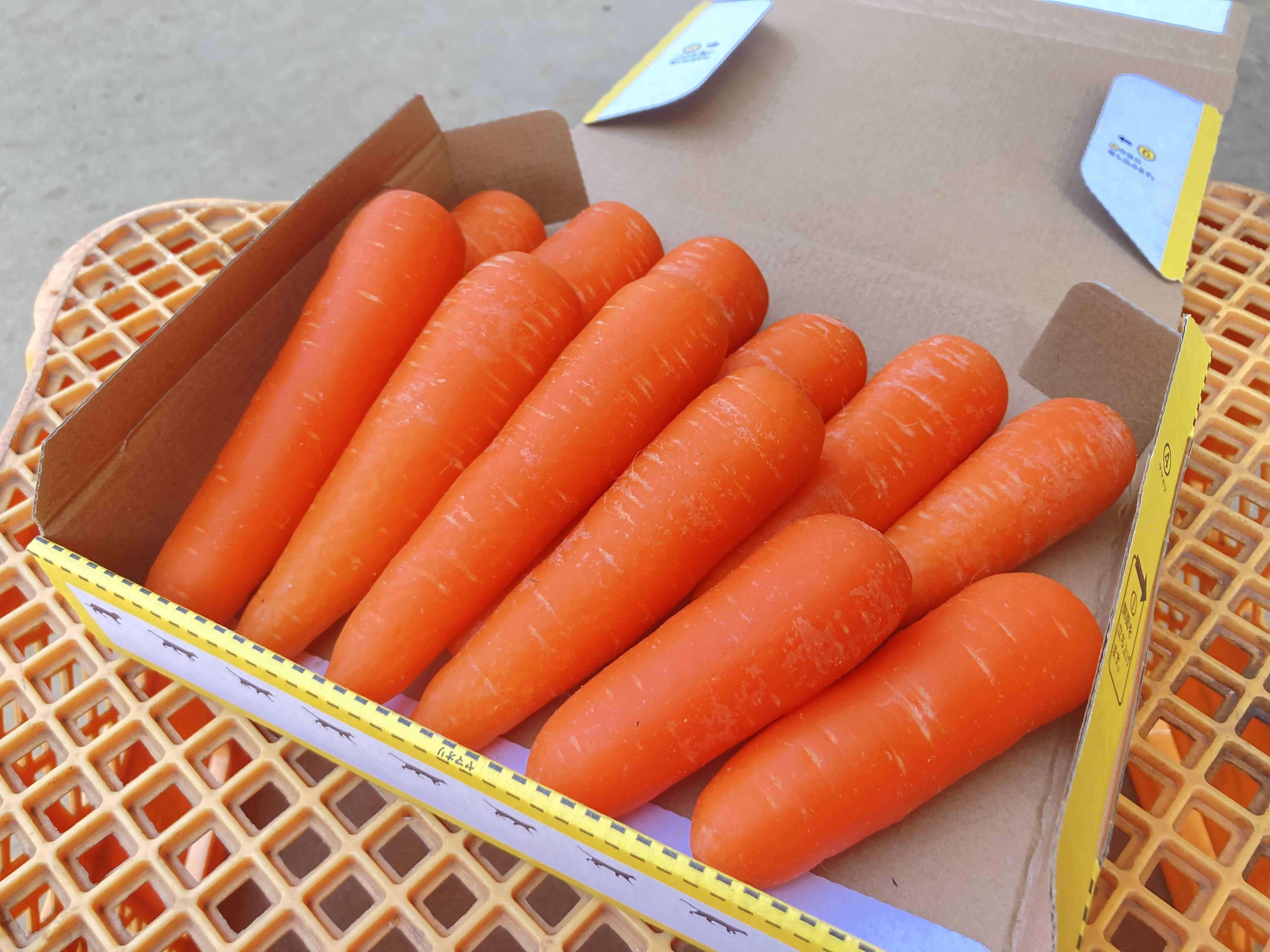 お試し商品】密たっぷり！あま〜い越冬人参🥕アロマレッド(栽培期間中