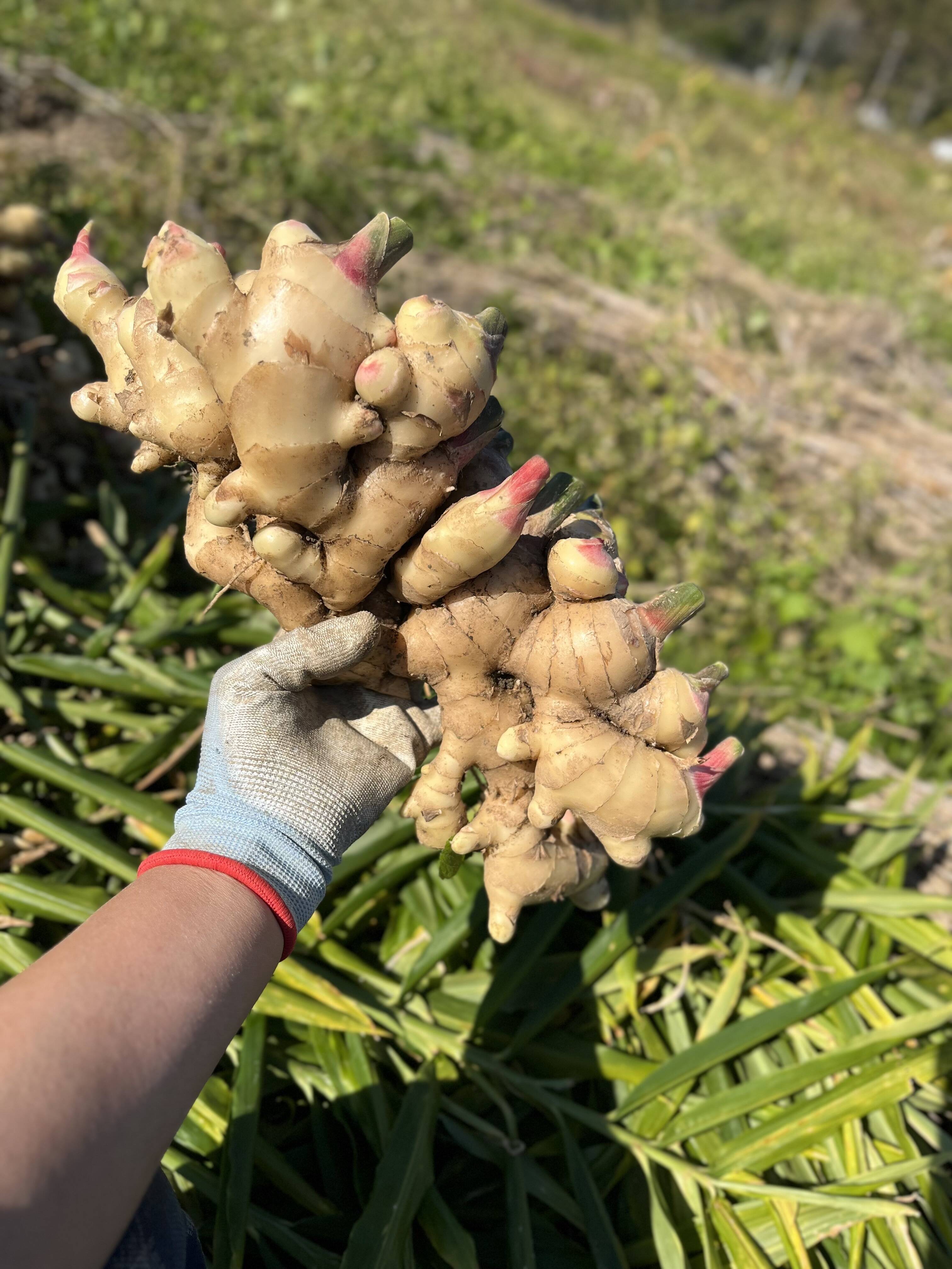 元気な生姜！農薬や肥料に頼らない、自然栽培】 1.4キロ：大分県産の