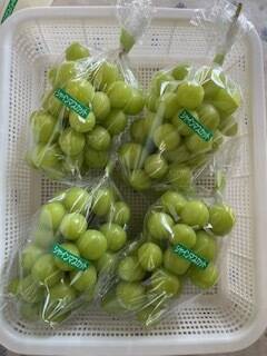 【夏季限定】No.4　2kg　シャインマスカット　摘みたて　産地直送　山梨県 夏季限定】No.4 2kg シャインマスカット 摘みたて 産地直送 山梨