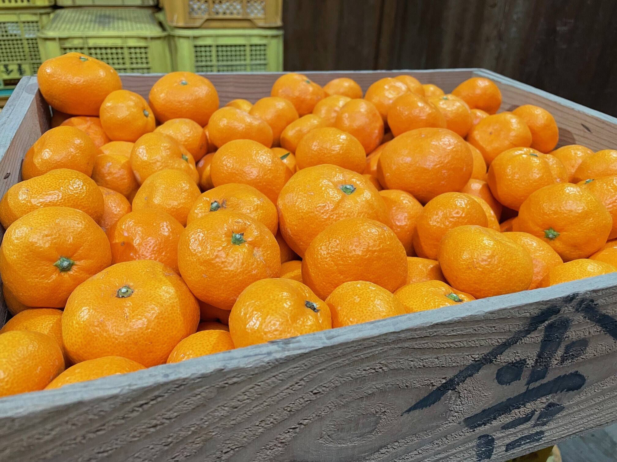 山下農園 『完熟蔵出しみかん』約3kg S~Lサイズ：和歌山県産の林温州