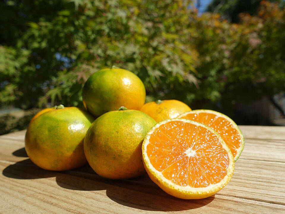 緑黄完熟みかん【爽甘秋みかん