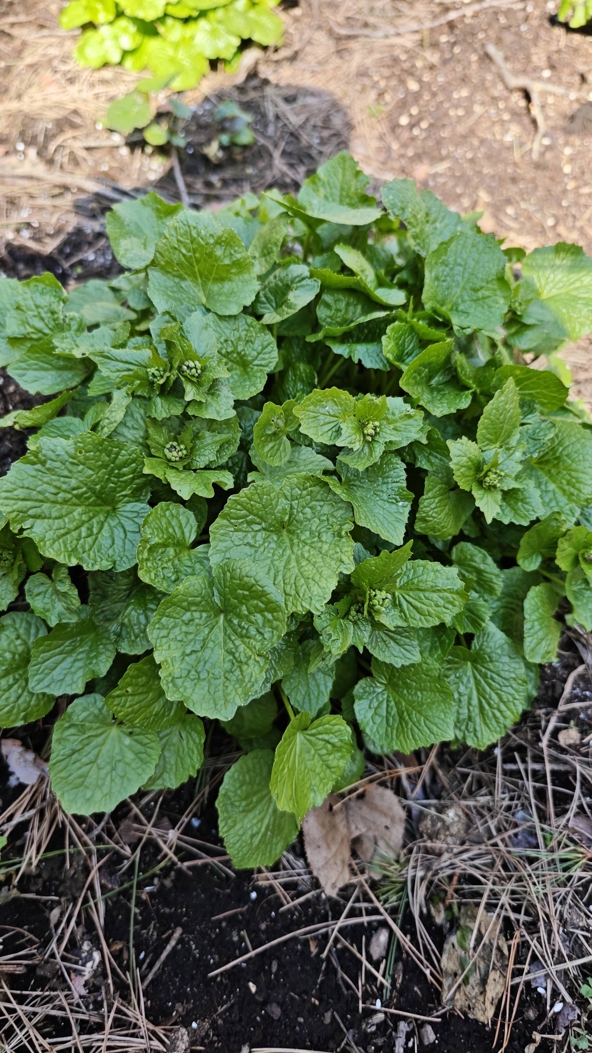 今が旬！】ツーンと抜ける春の刺激。花芽わさび、通常注文受付スタート