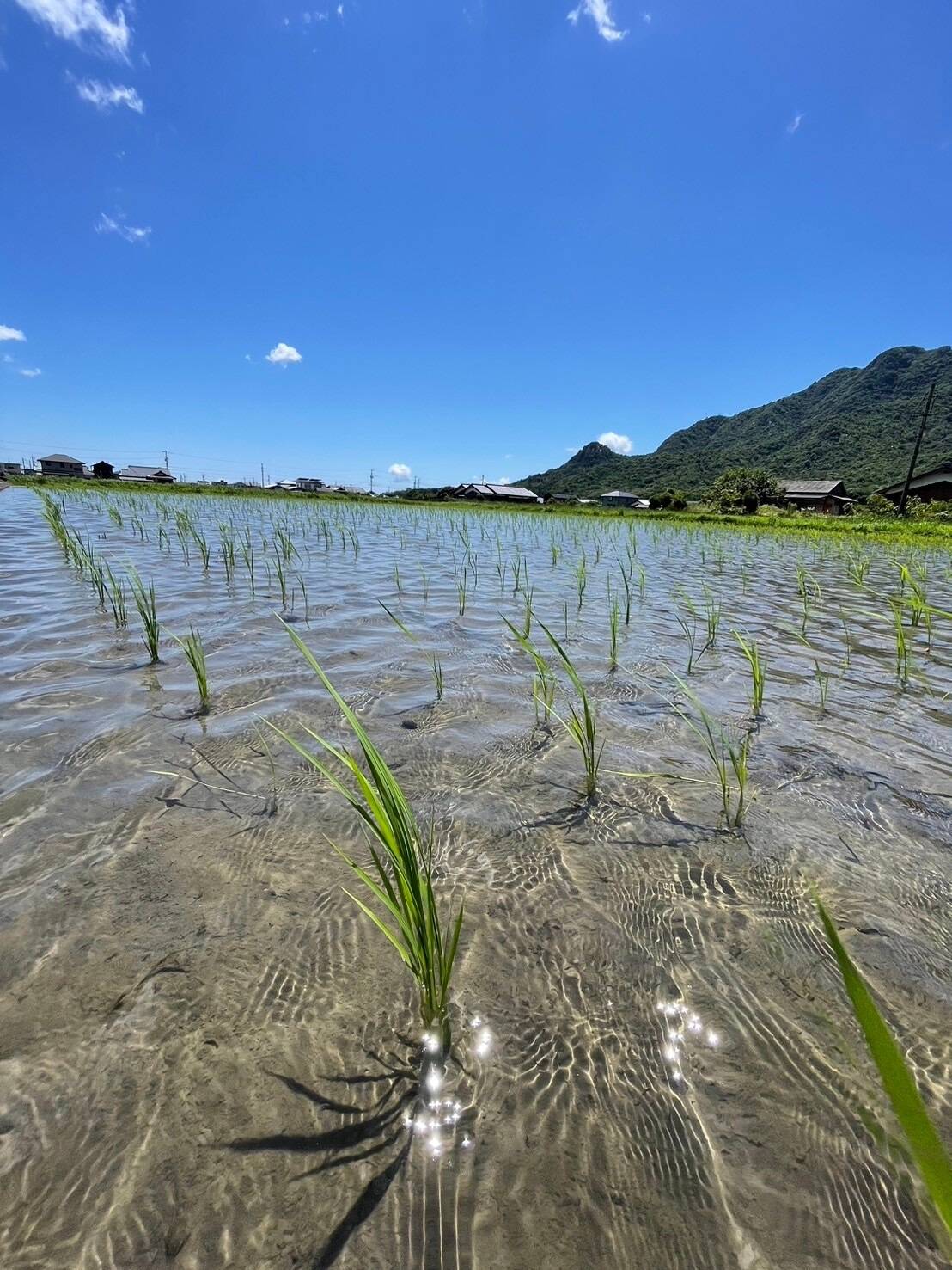 旭米 10年以上の自家採種 自然栽培米 30キロ玄米：山口県産のお米｜食べチョク｜産地直送(産直)お取り寄せ通販 - 農家・漁師から旬の食材を直送