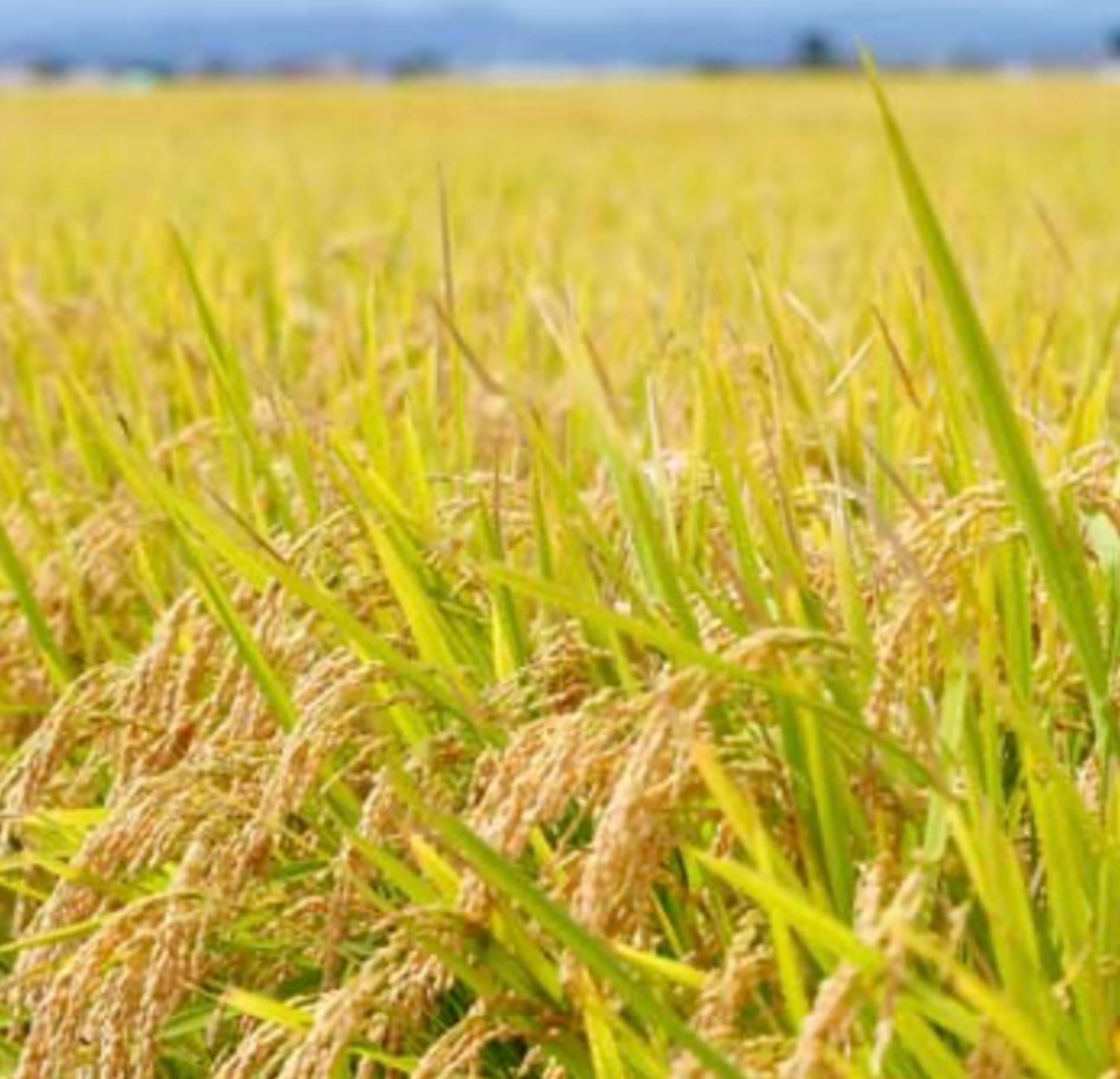 令和7年新米】コシヒカリ 玄米 20kg：埼玉県産のお米｜食べ