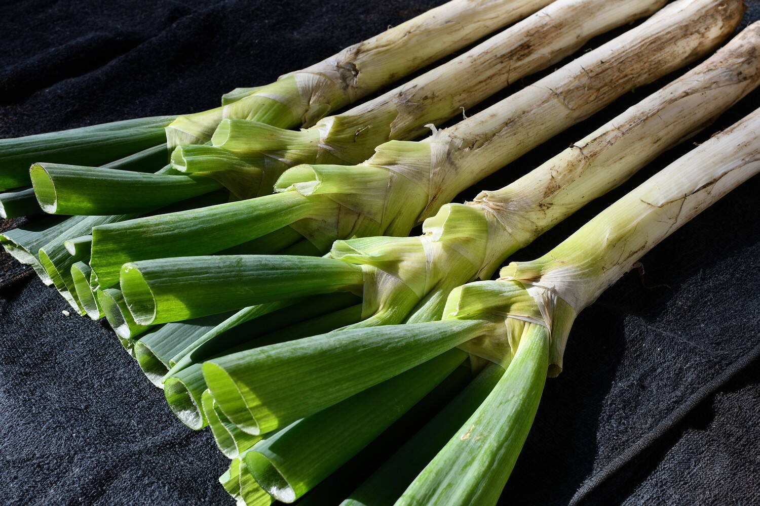 234258a302ba306a6406fe0db7cfca