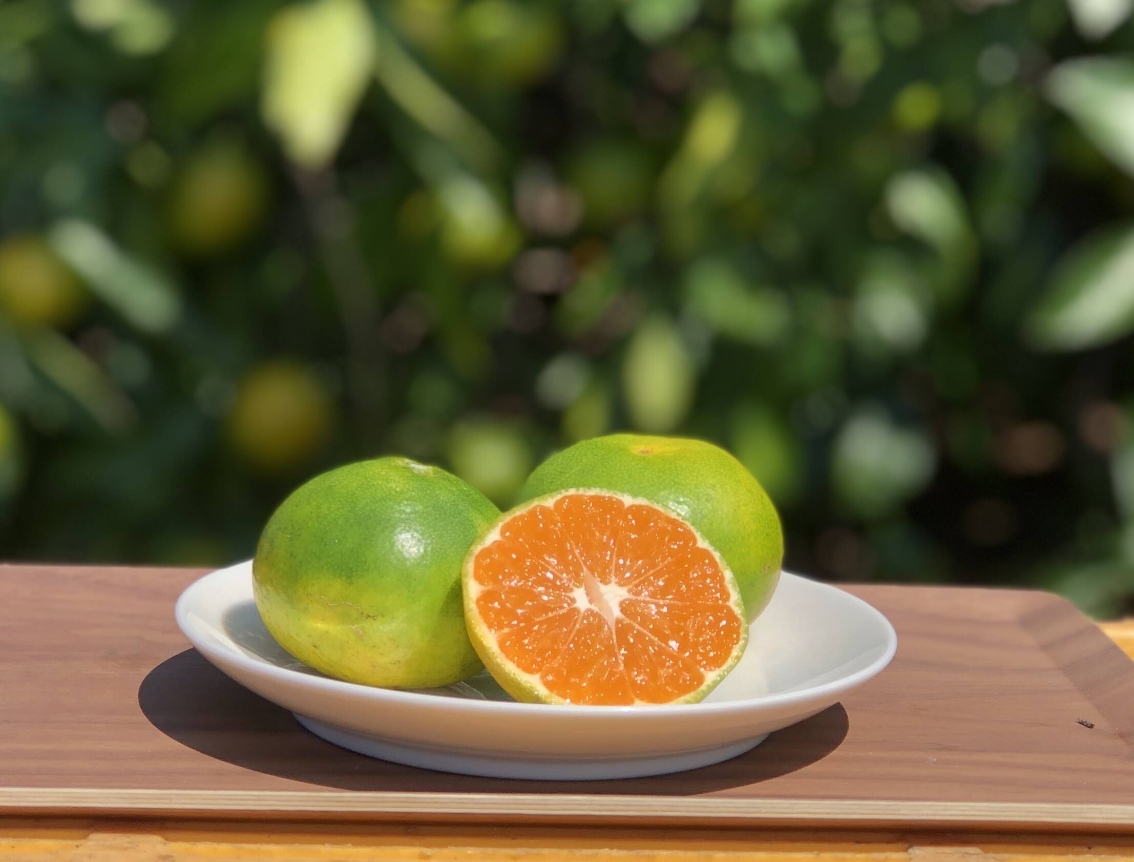 熊本発農薬不使用🍊 極早生みかん 2kg サイズフリー お試し 運賃割安