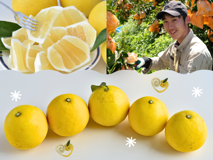 家庭用5㎏】夏小夏！濃厚ジューシー！柑橘みかん オレンジ：高知県産の