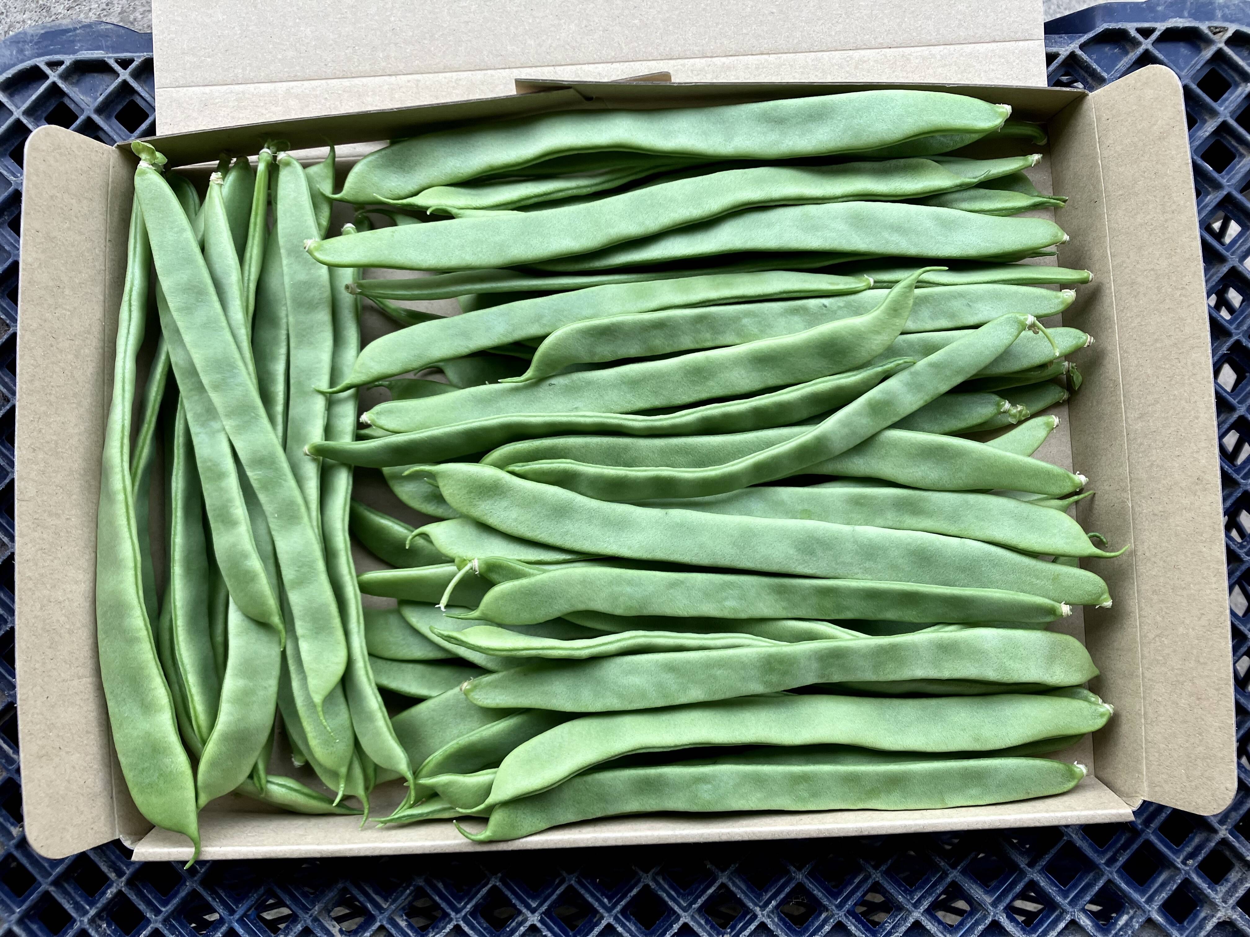 【鹿児島産】甘塩ジャンボインゲン箱込み500g^_^：鹿児島県産の野菜