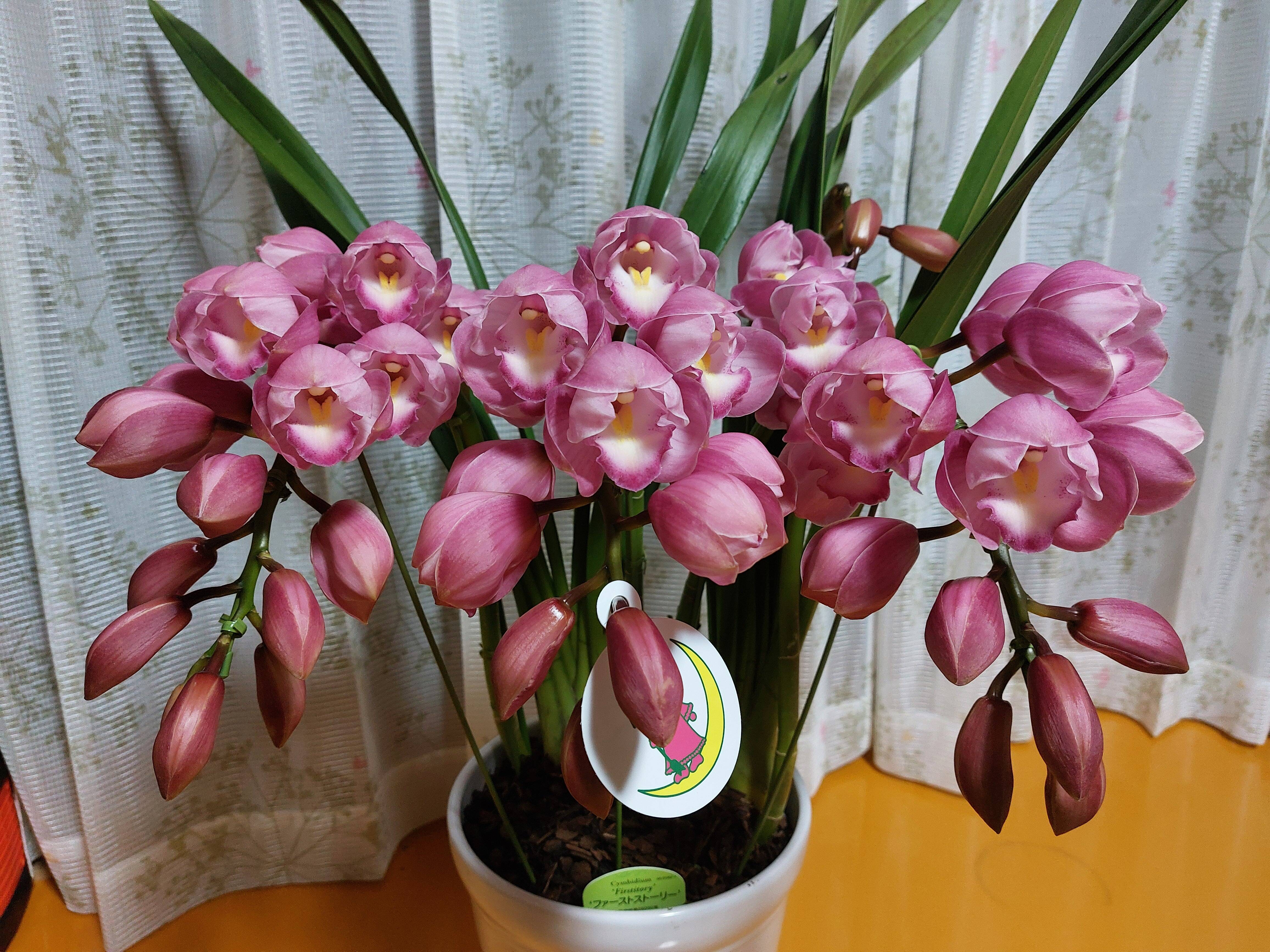 Cym.ファーストストーリー”アーチ仕立て3本立：愛知県産のシンビジウム