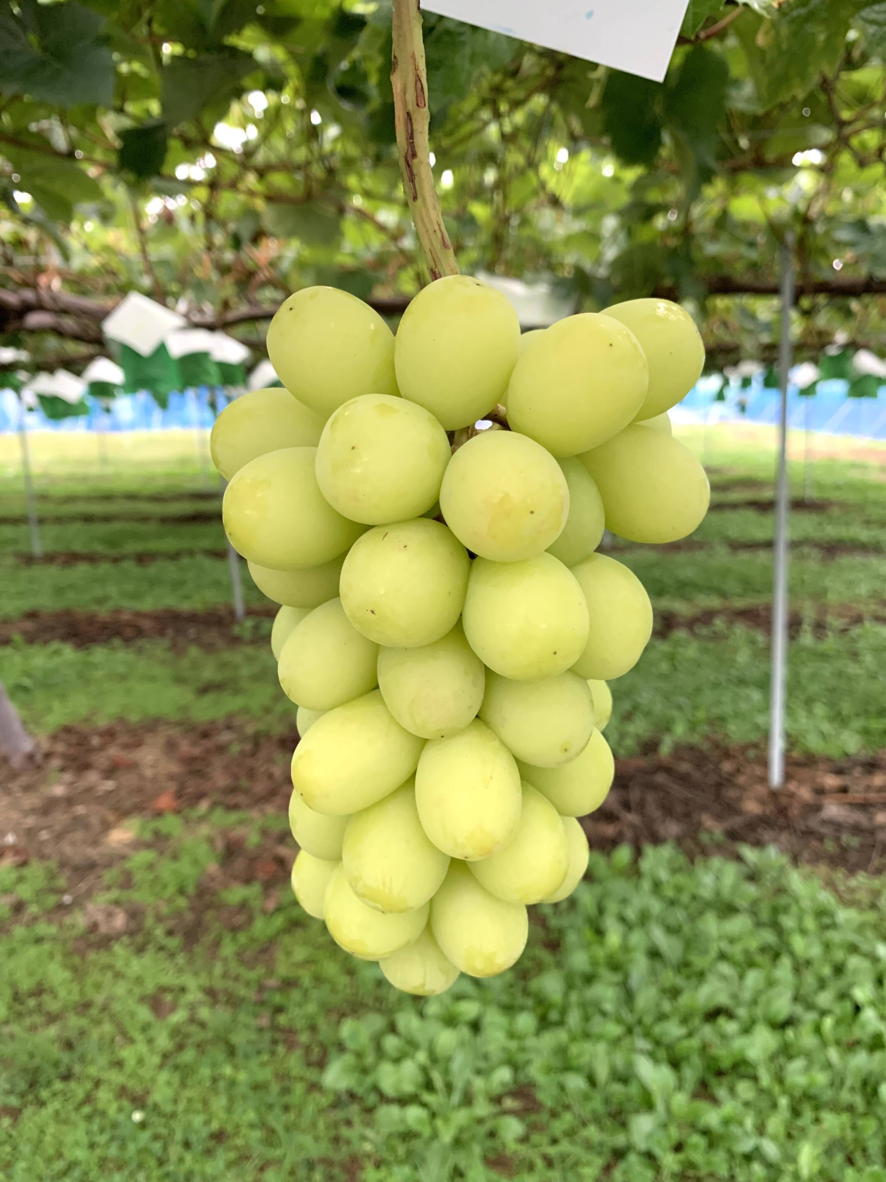 訳あり　房　シャインマスカット　長野県産 訳あり1】シャインマスカット2房(約1kg)：長野県産のシャイン