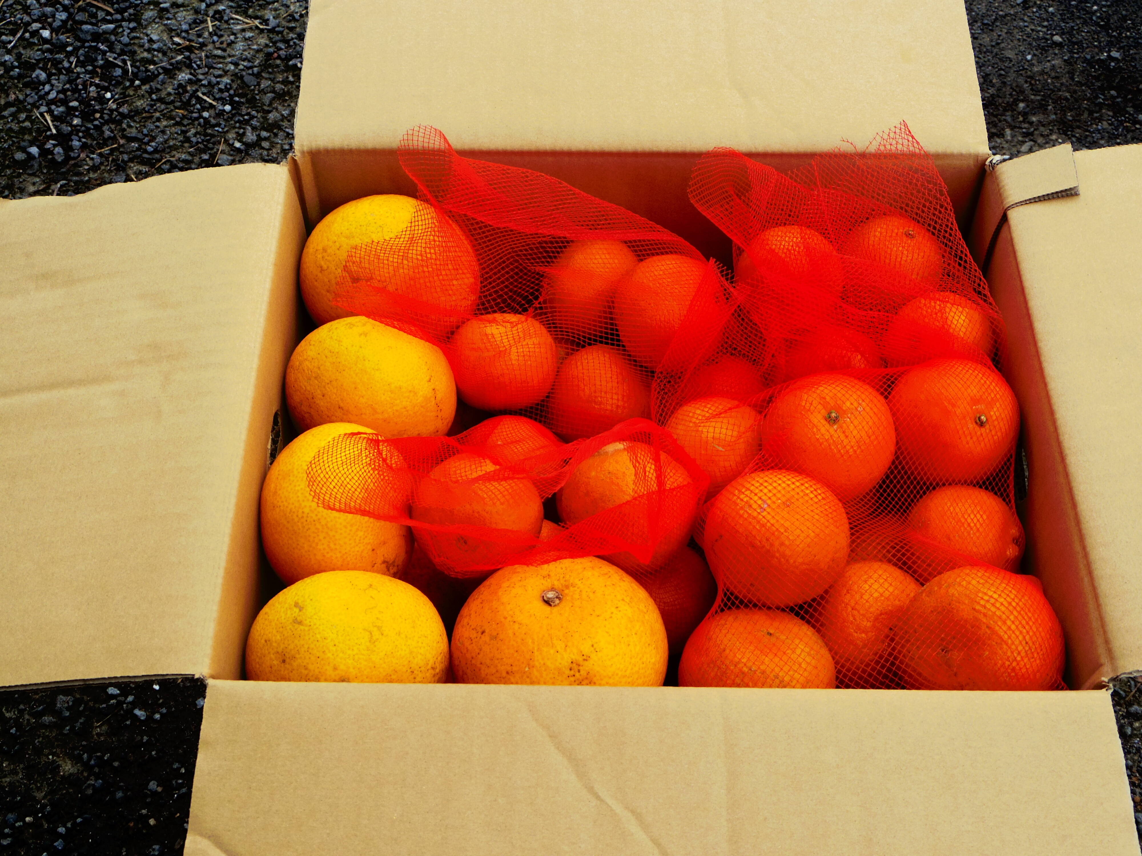 ハッサクとタンカンのセット販売10キロ箱：鹿児島県産のみかん