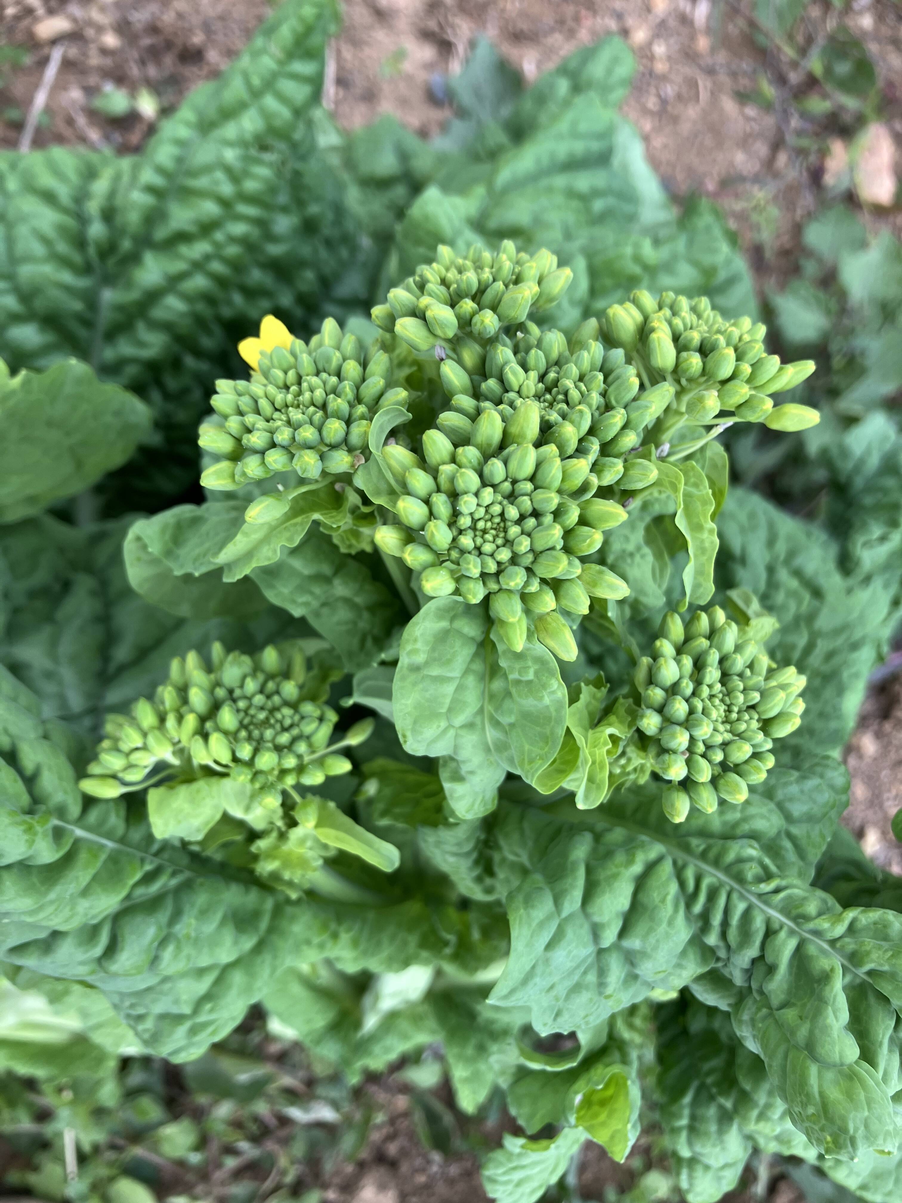 新鮮野菜 菜花 産地直送 菜の花 - 野菜