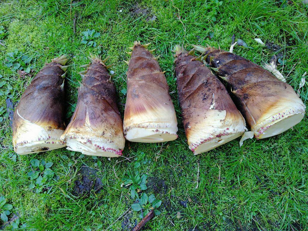 朝掘り！無肥料自然栽培 兵庫県産タケノコ5kg：兵庫県産の孟宗竹