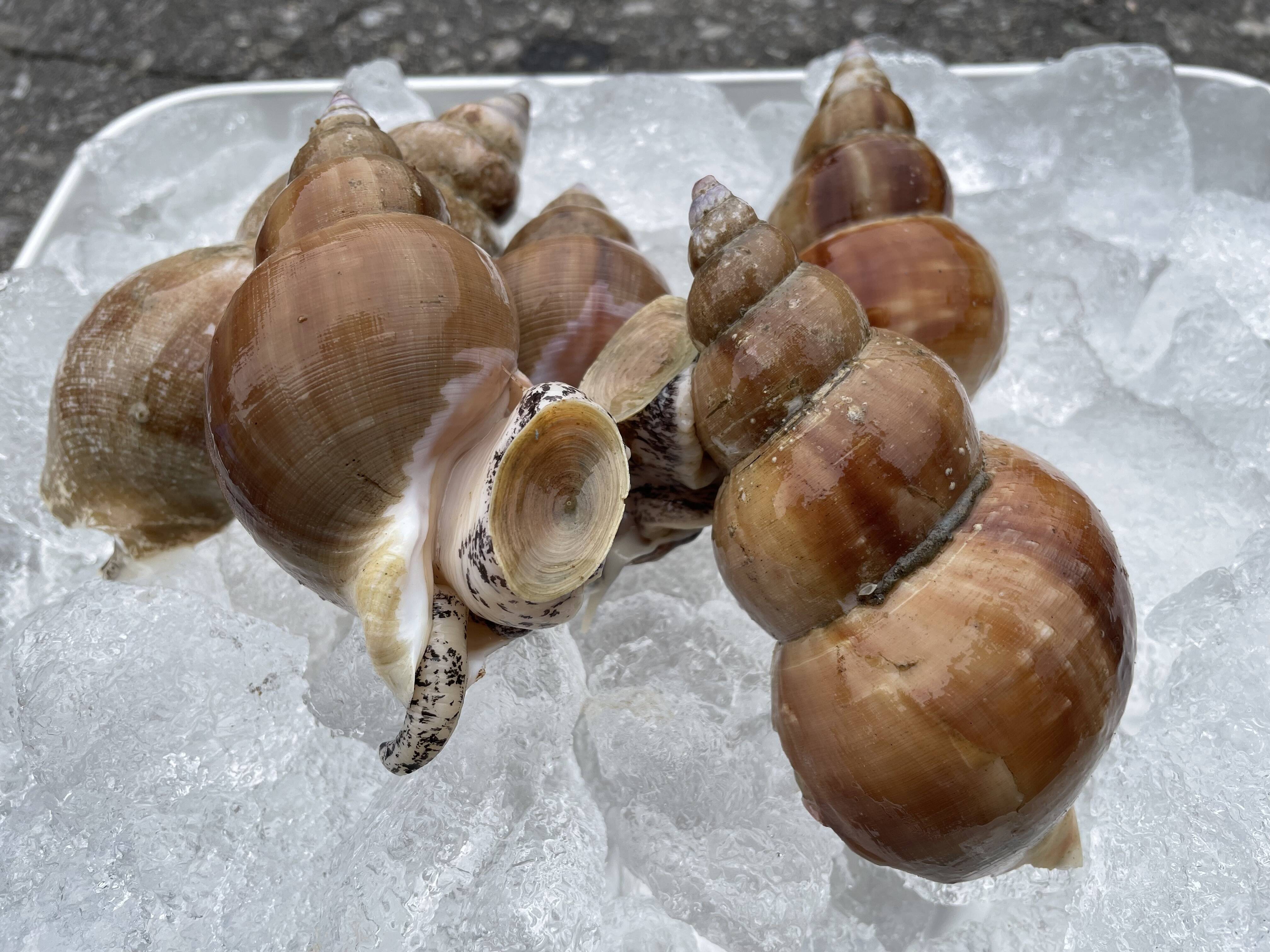 貝　オウム貝　3つ 貝 オウム貝 3つ