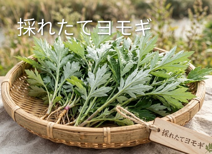 よもぎ。ページ よもぎ生葉🌿30本（30苗）（約200g）以上🌿蓬☆上から15cmの柔らかい