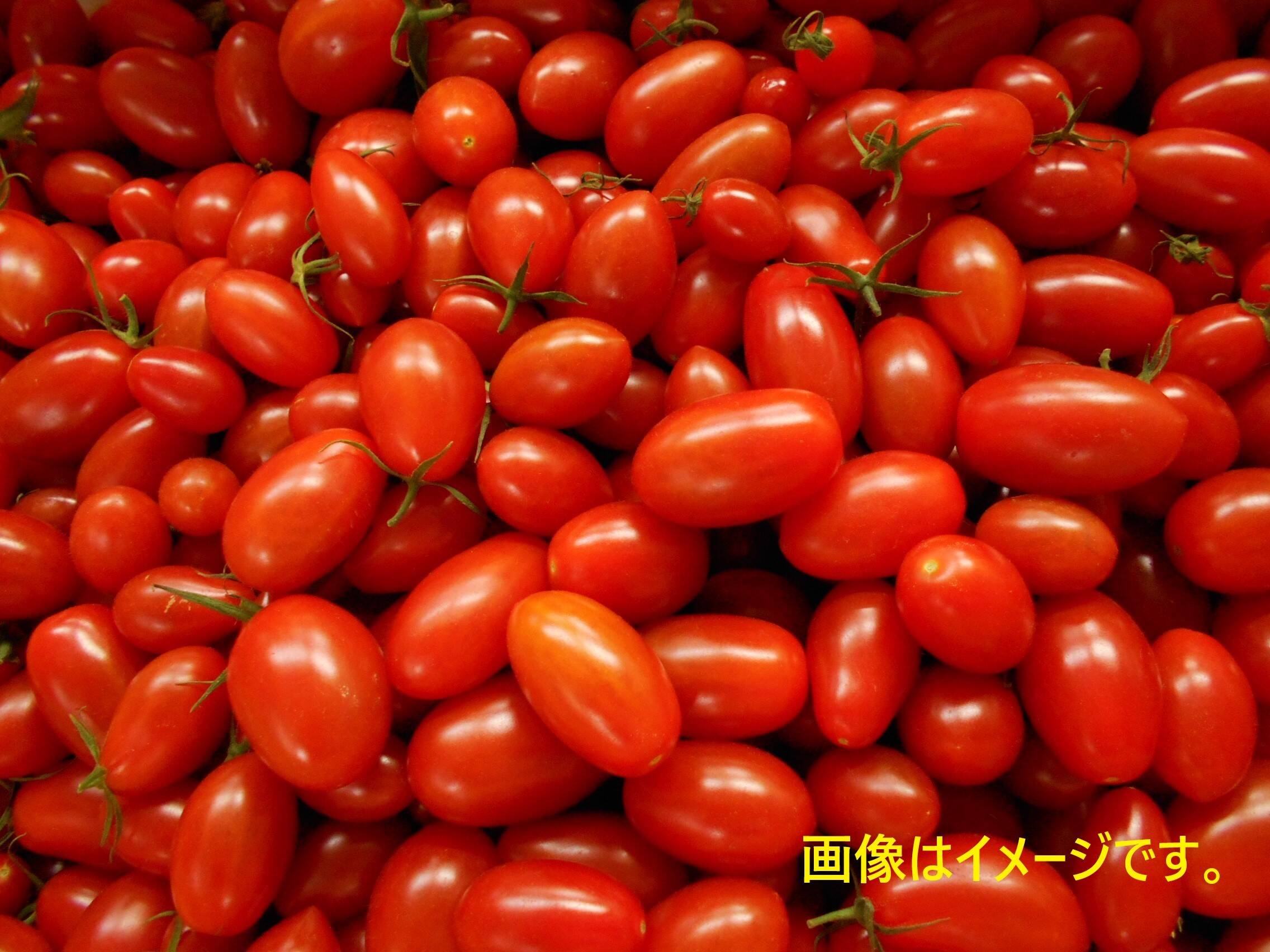 訳あり】島根県江津市産☆ スパルタ生まれのひみこ（ミニトマト） 2kg