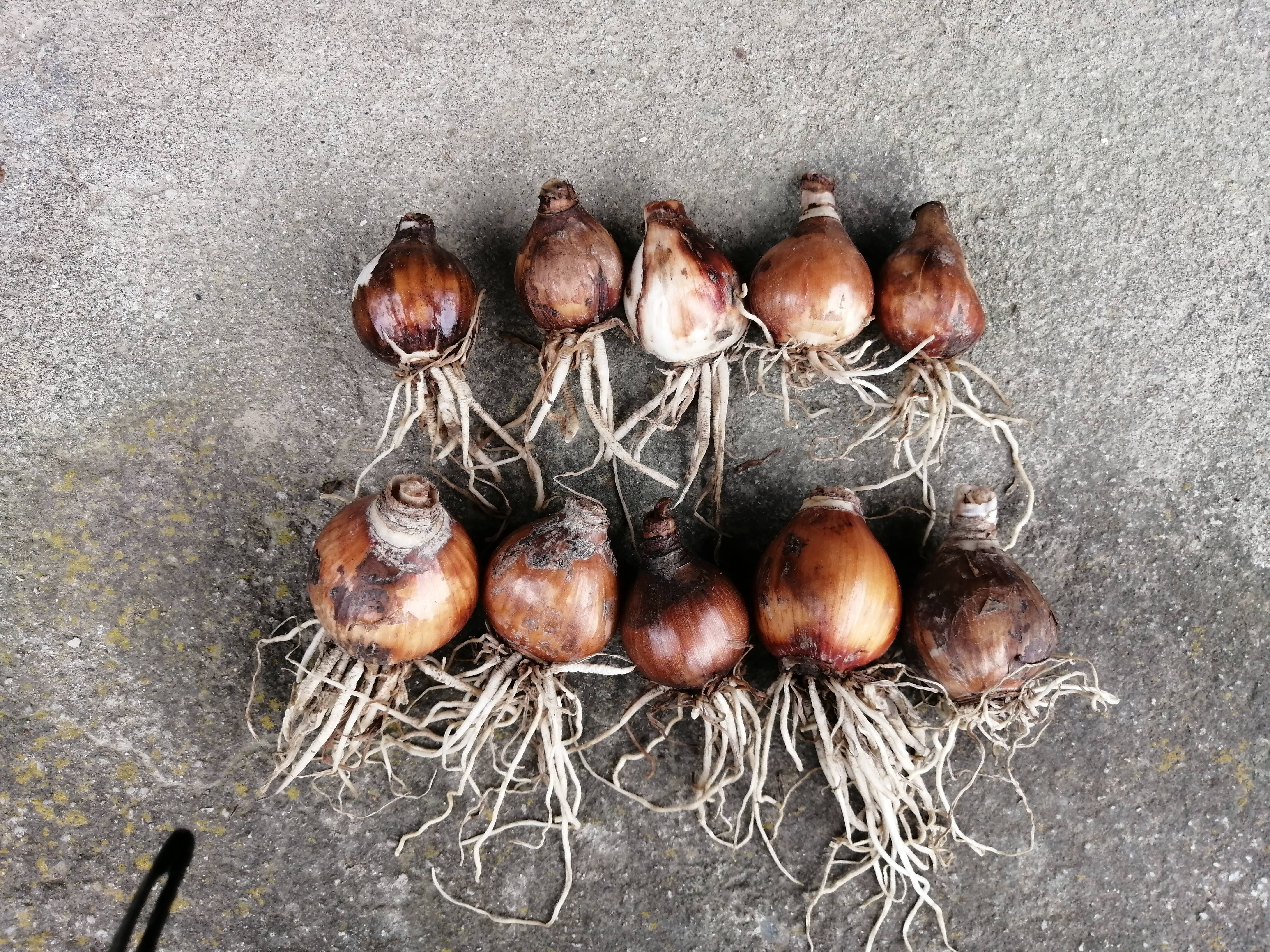 もち様　水仙球根 249c7e1cac38c4f7fe50d5504dd297