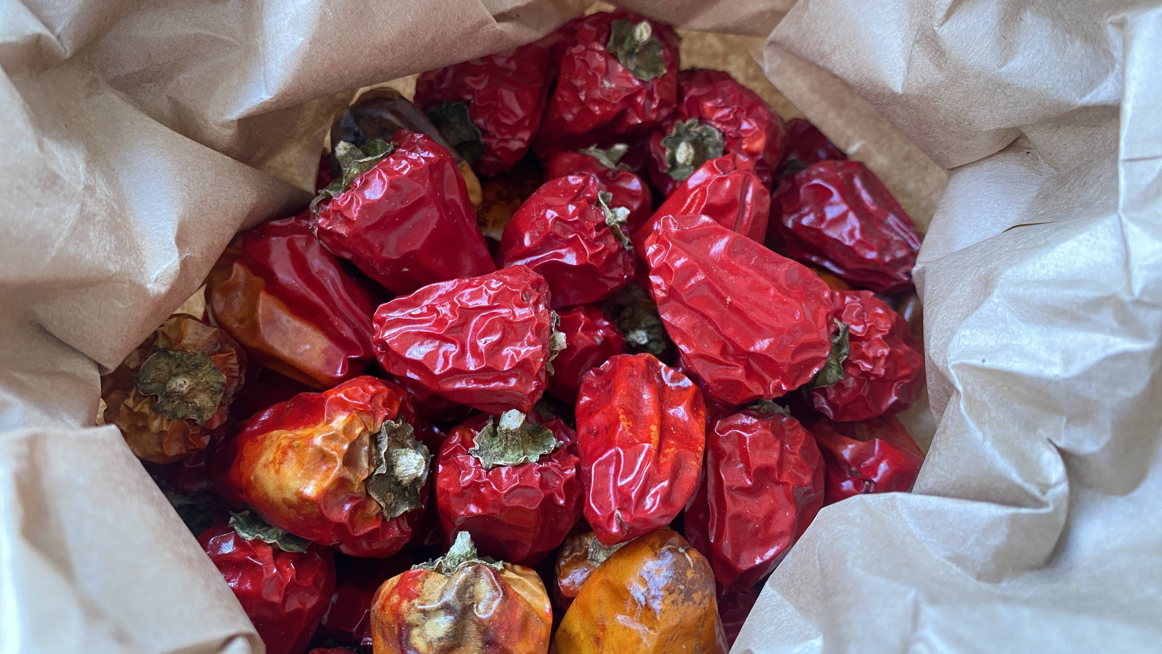 自然栽培🍀自家採種】天日乾燥☀️朝天唐辛子（四川唐辛子）本格中華