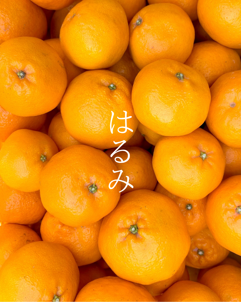 大崎上島産】【10kg】はるみ：広島県産のみかん・柑橘類｜食べチョク