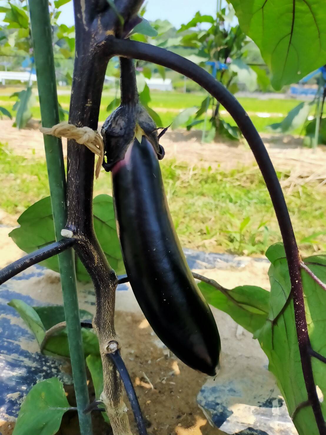ふわっ！とろっ！ふわとろ長なす3kg：静岡県産の野菜｜食べチョク 