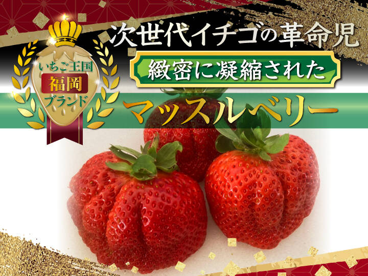 【次世代イチゴの革命児】市場に一切出回ることのない糖度と旨味を緻密に凝縮したマッスルベリー1月下旬ごろ発送