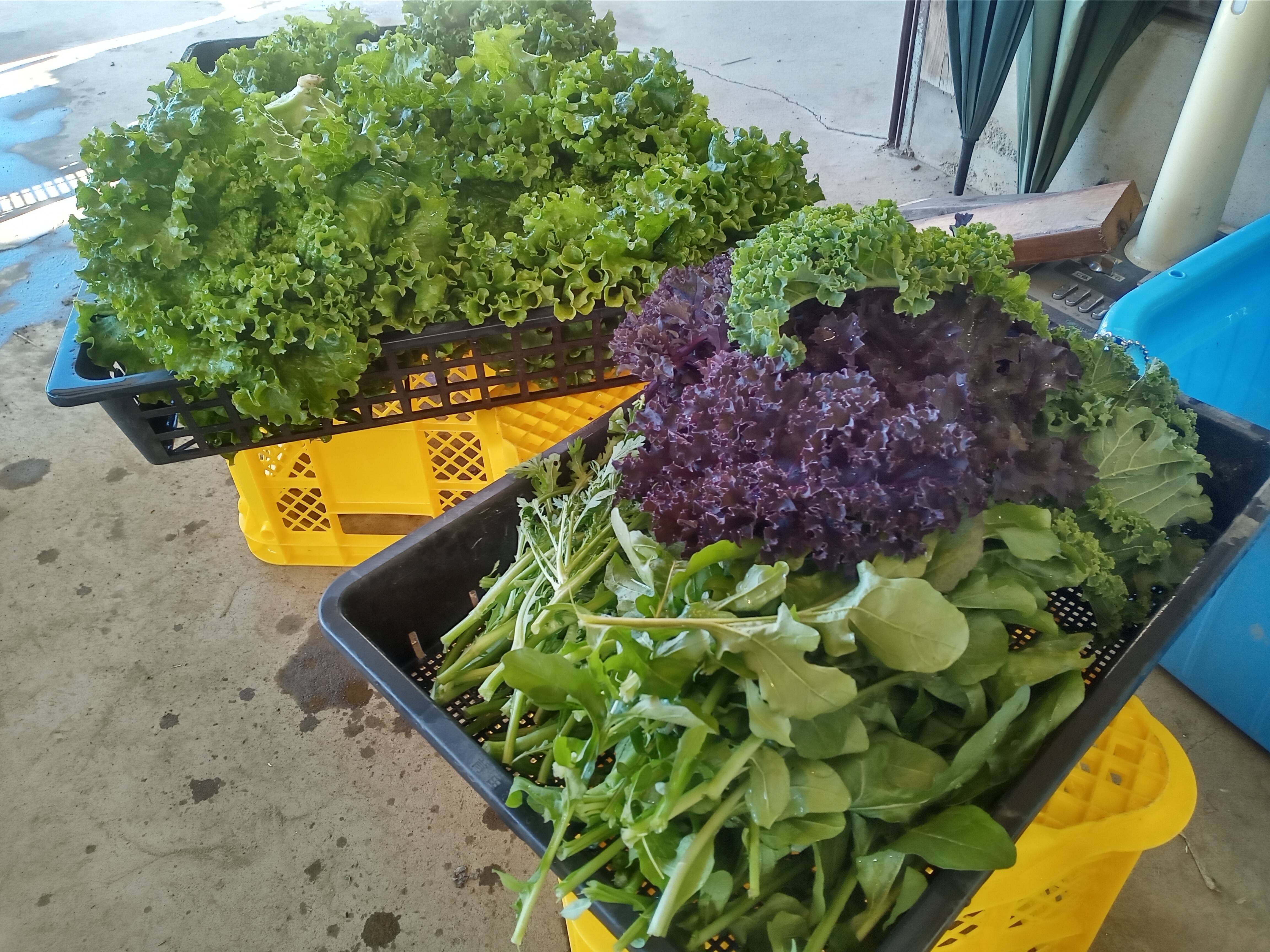 ケール♪たっぷり1kgお届け☆彡：埼玉県産のその他葉物野菜