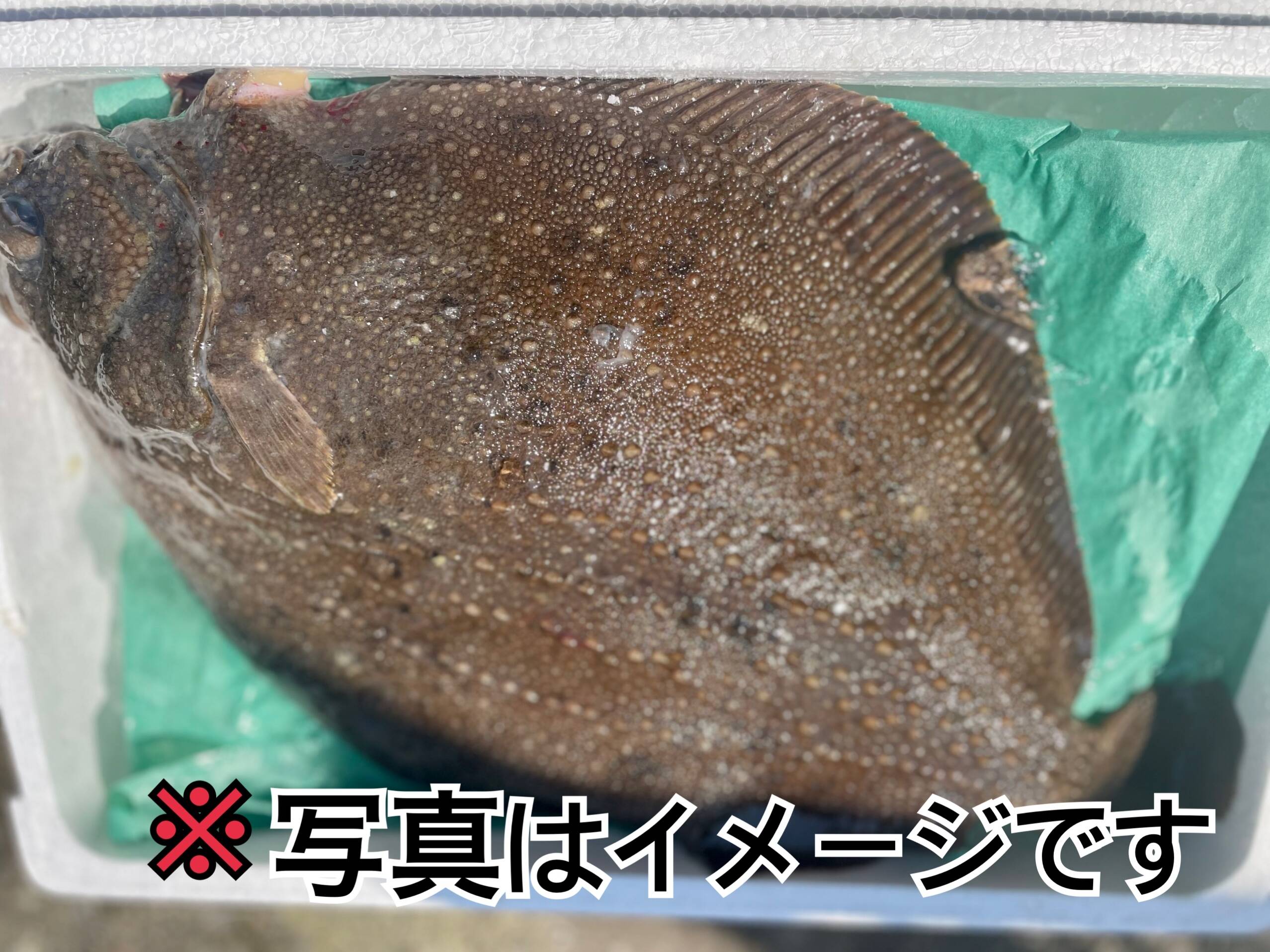 ★幻のカレイ。船上活〆の特大・鮫鰈（サメカレイ）1枚！寿司種なら2貫で1200円也。これ一枚で80貫可能！脂のある美味しい白身魚！！ 写真で見るサメガレイ／鮫鰈／さめがれい＜カレイ科：旬の魚介百科
