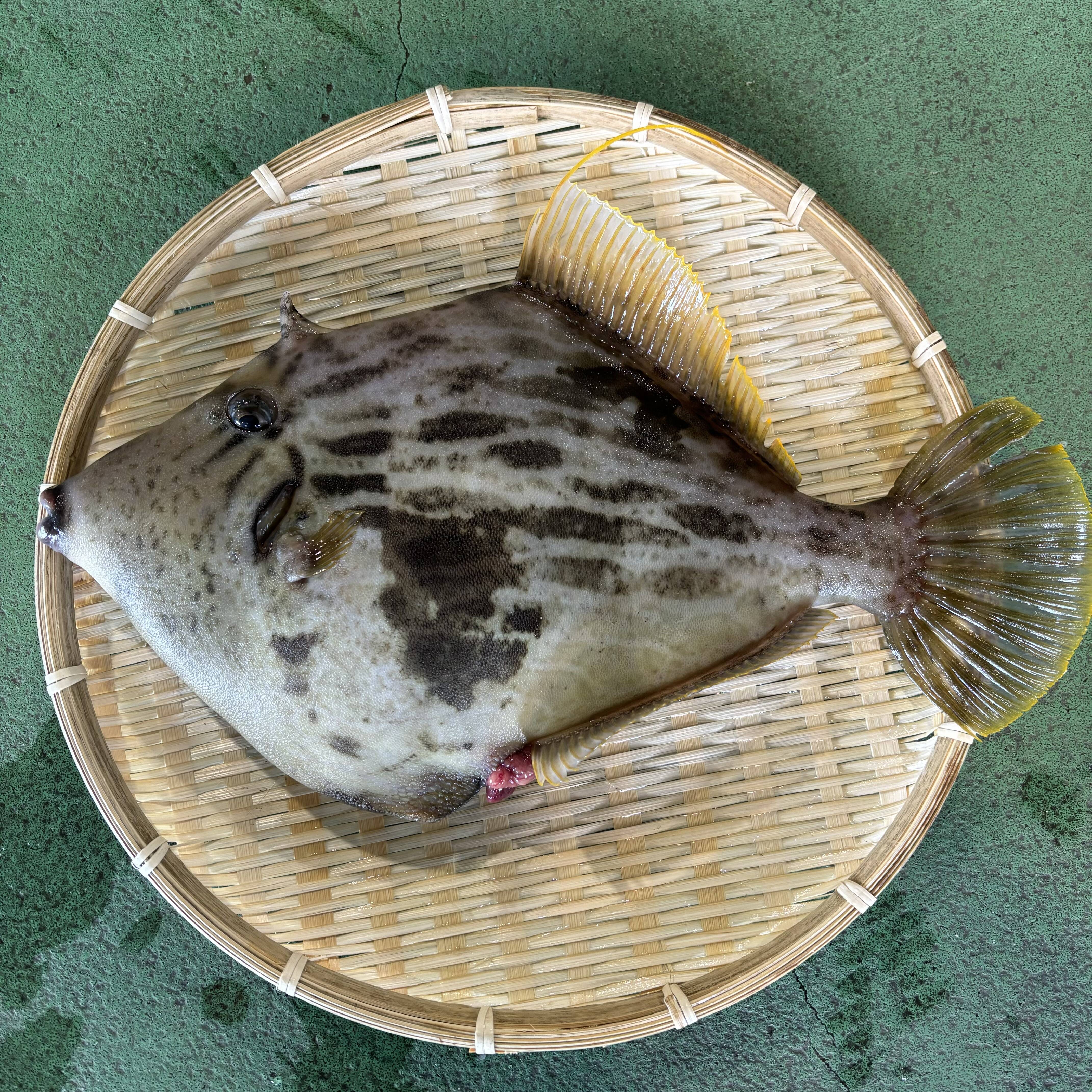 キセキの1匹🐟✨ 【江田島産】カワハギ1匹1kg前後：広島県産のカワハギ｜食べチョク｜産地直送(産直)お取り寄せ通販 - 農家・漁師から旬の食材を直送