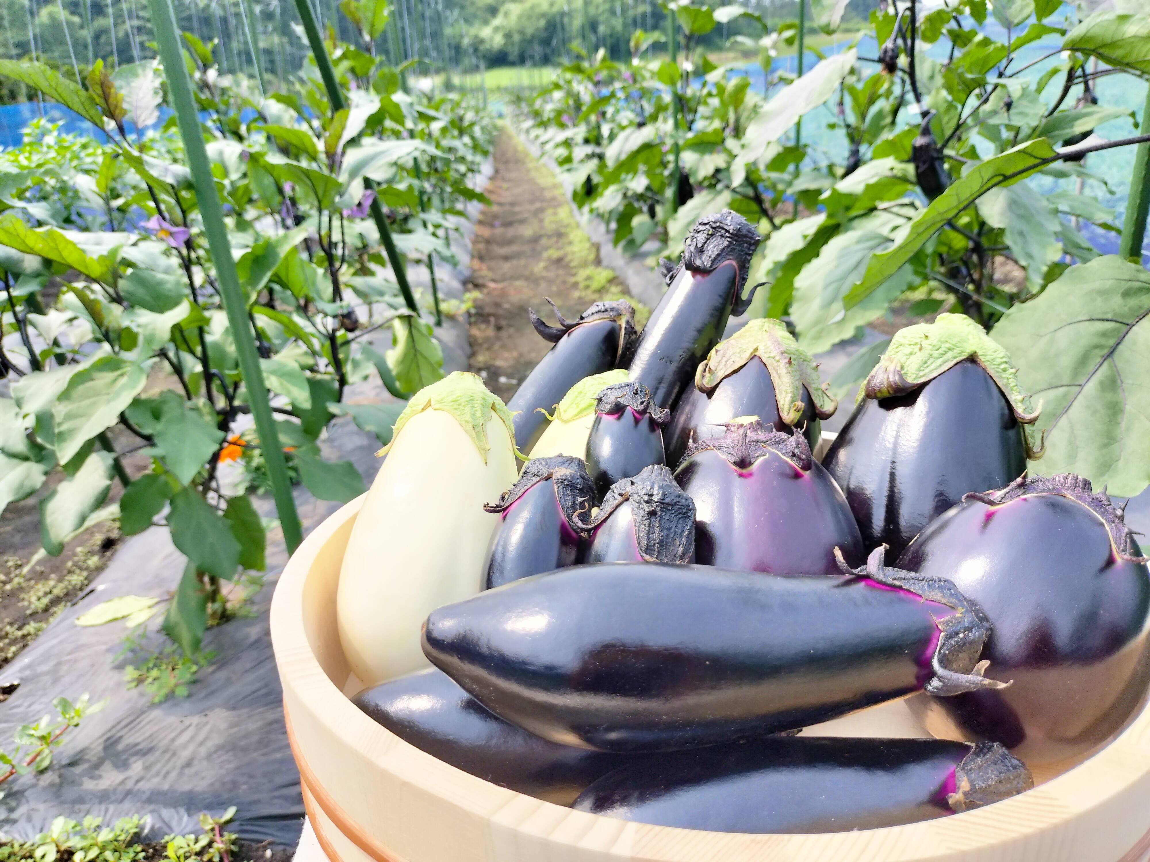 ナス好きのための🍆食べ比べセット3kg：青森県産の野菜セット｜食べ