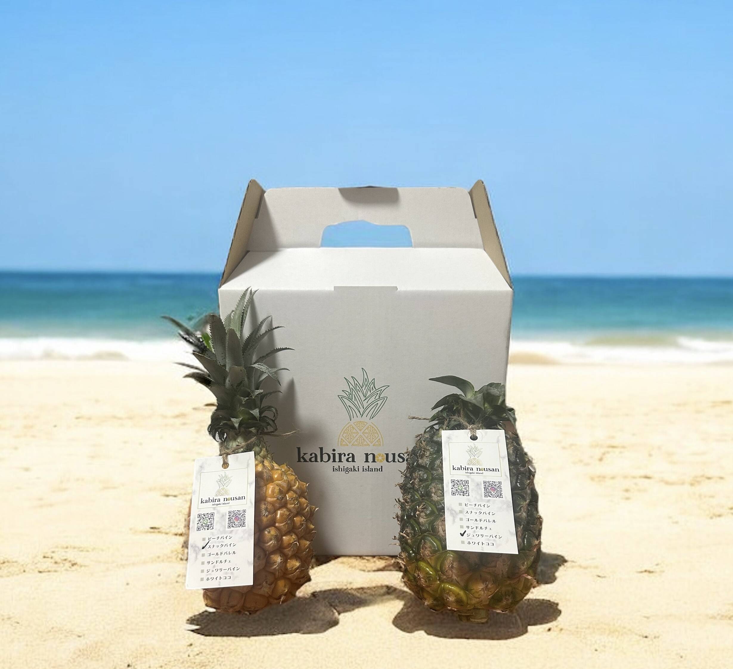 石垣島産　　特大スナックパイン 石垣島産スナックパイン10玉(規格外サイズ)：沖縄県産のスナックパイン