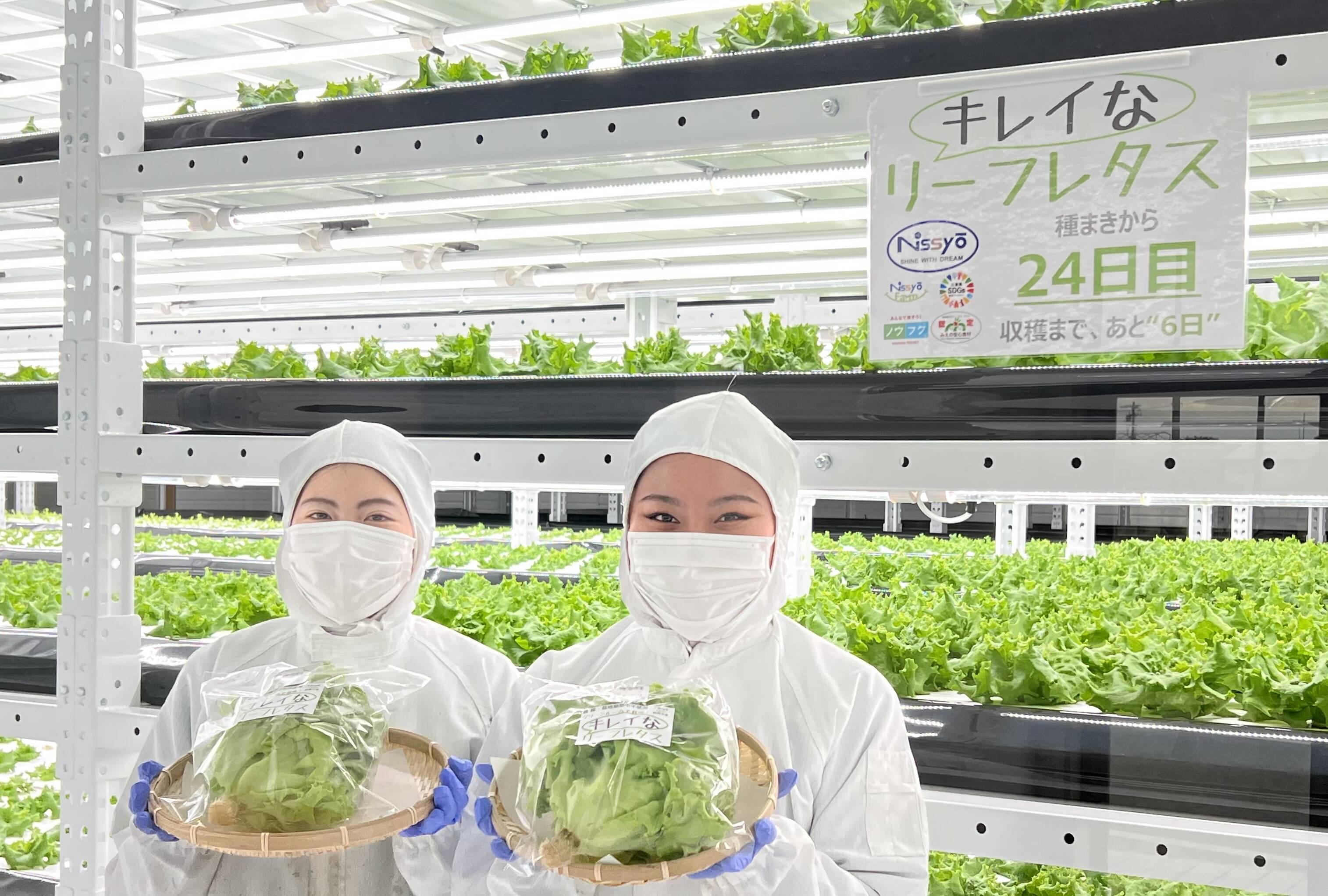 年中ご購入が可能！農薬不使用！植物工場の洗わずにそのまま食べれる「キレイな」リーフレタス【大ぶり5株入り 1株平均120g】クリーンルームで水耕栽培！：三重県産のその他レタス｜食べチョク｜産地直送(産直)お取り寄せ通販  - 農家・漁師から旬の食材を直送