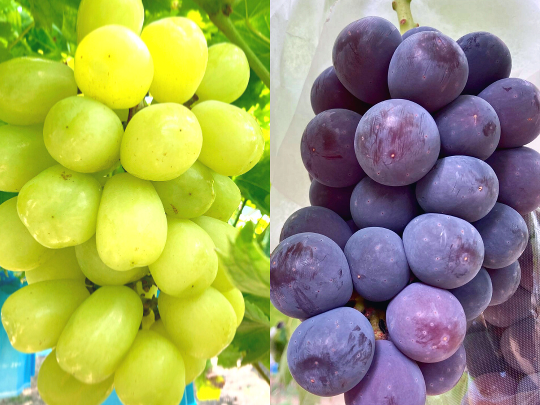 ワケアリ】人気ぶどうのお得セット！藤稔＋雄宝1.2kg詰め合わせ