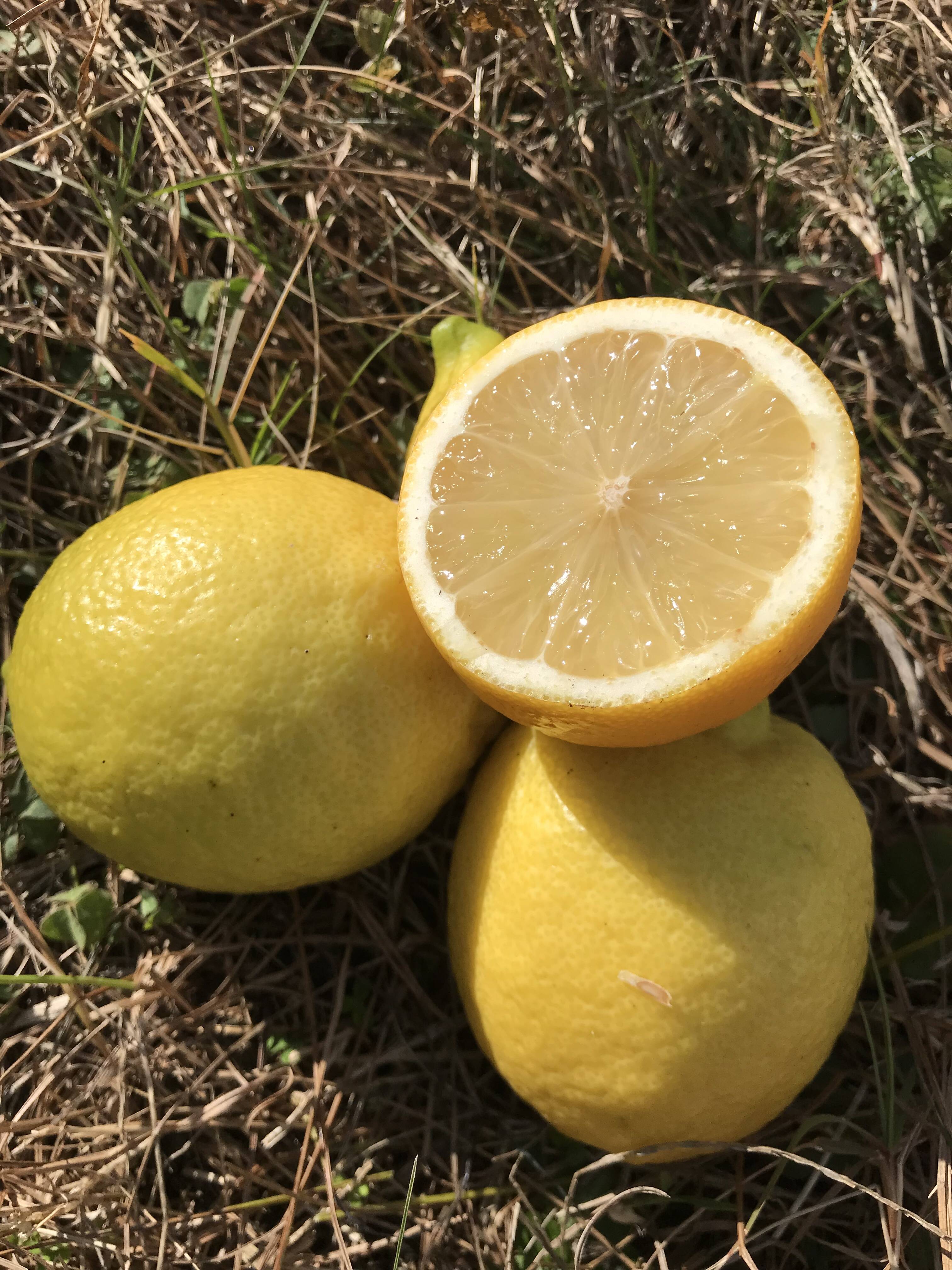 やや訳あり◇農薬不使用◇広島特別栽培レモン 1.2㎏：広島県産のレモン