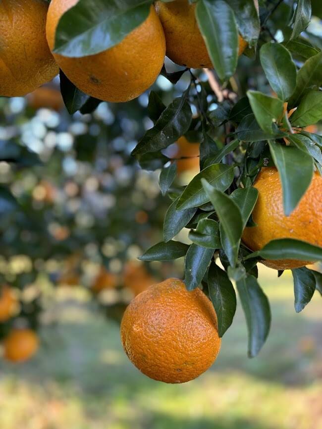 長崎県産　不知火20キロ #86 長崎県産不知火20キロ #86