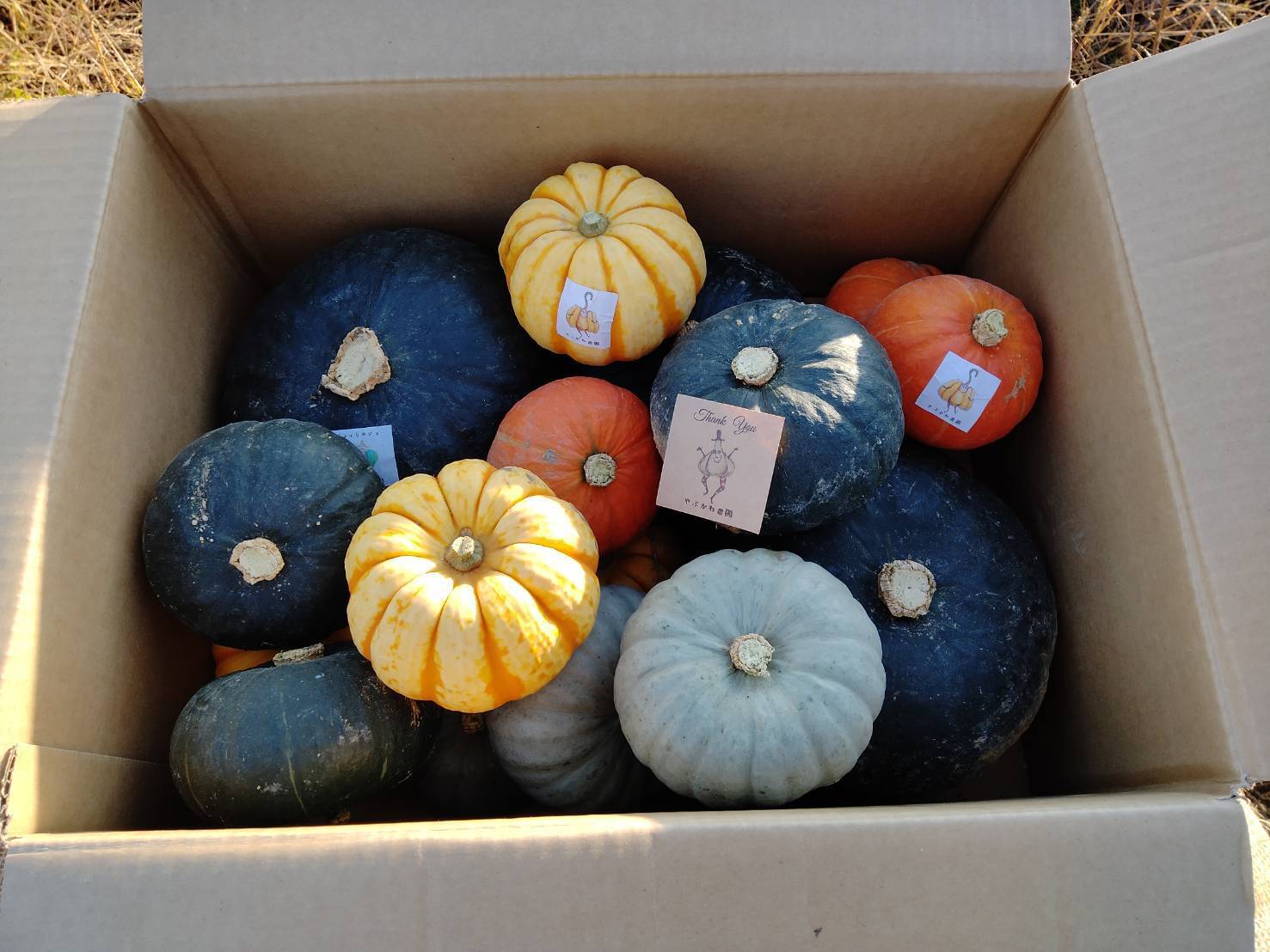 追熟3か月！かぼちゃ食べ比べ！10kg ブラックのジョー、プッチーニ、栗