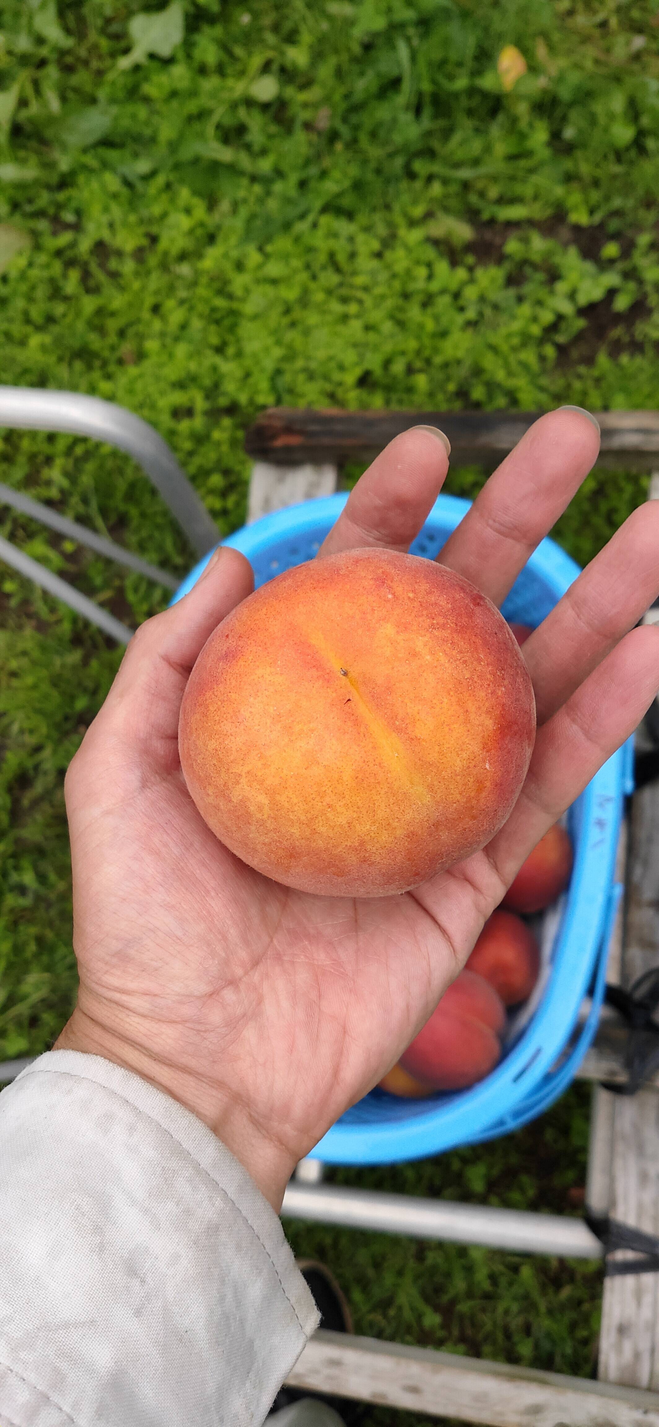 お中元】【夏ギフト】固くて美味しい 長野県産 ワッサー 約5kg（13～22