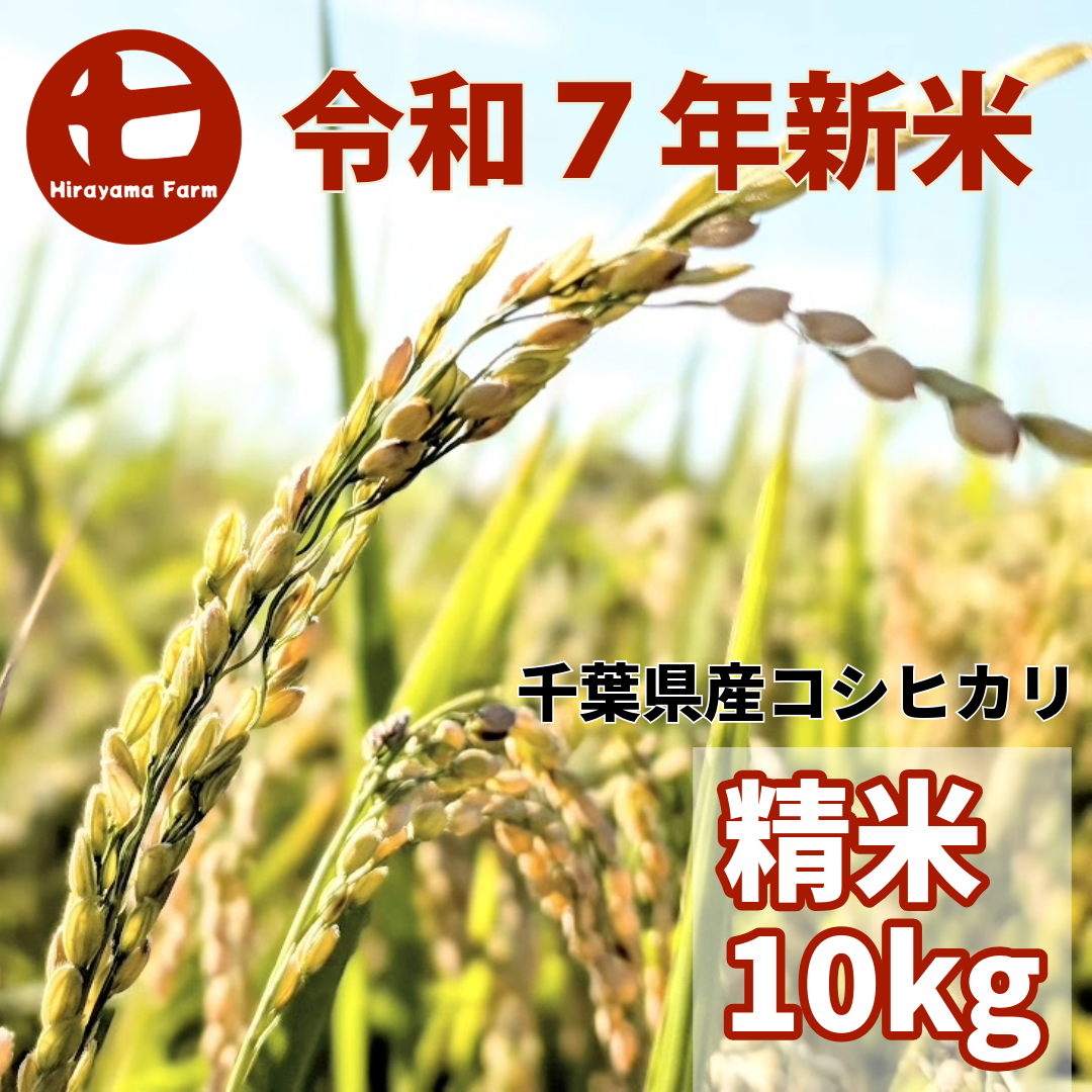 新米 農家の米 10kg コシヒカリ NHKで紹介】【令和7年新米】ヒラヤマファームの米（10kg）：千葉