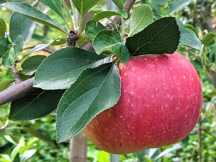 家庭用】シナノリップ 約2.5kg(7-14玉)甘くてジューシーな夏りんご 8月