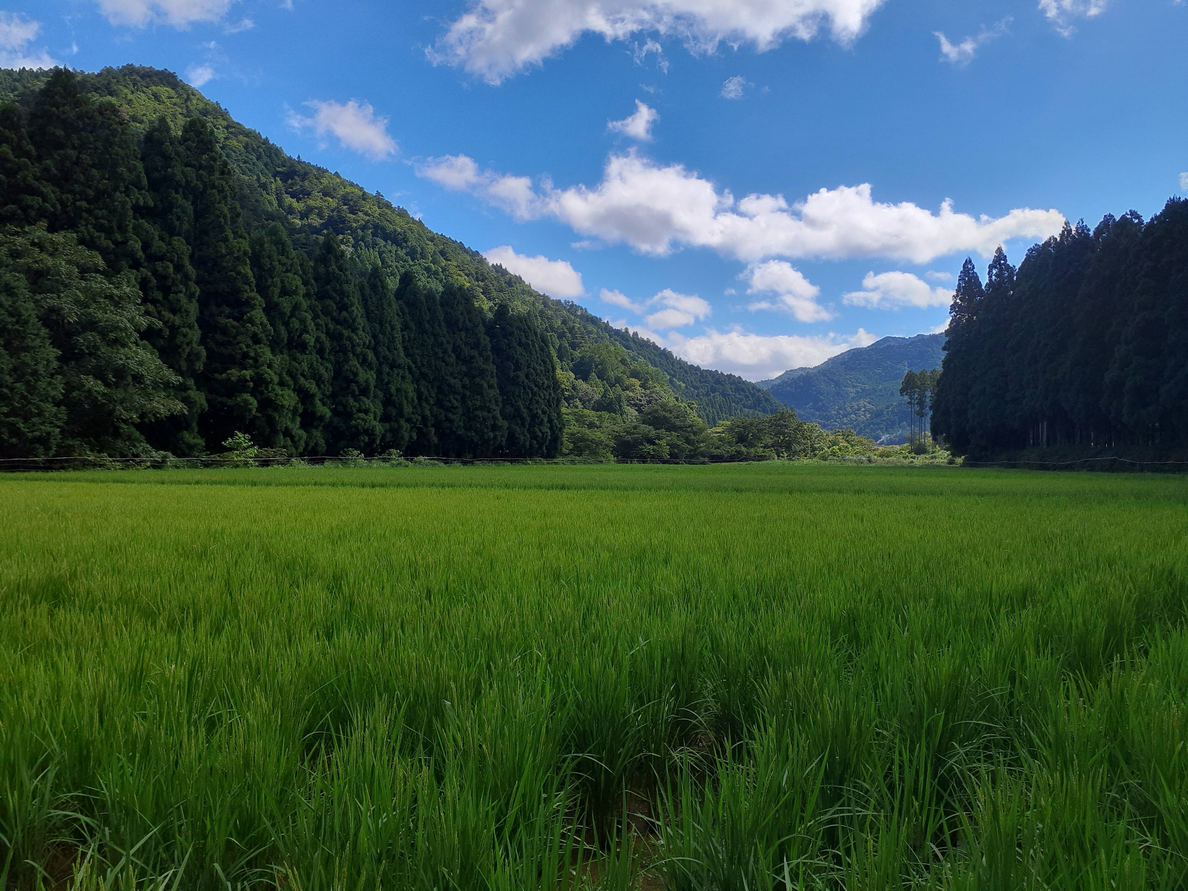 農薬不使用【玄米 餅米】9キロ【6升】京都・美山産もち米