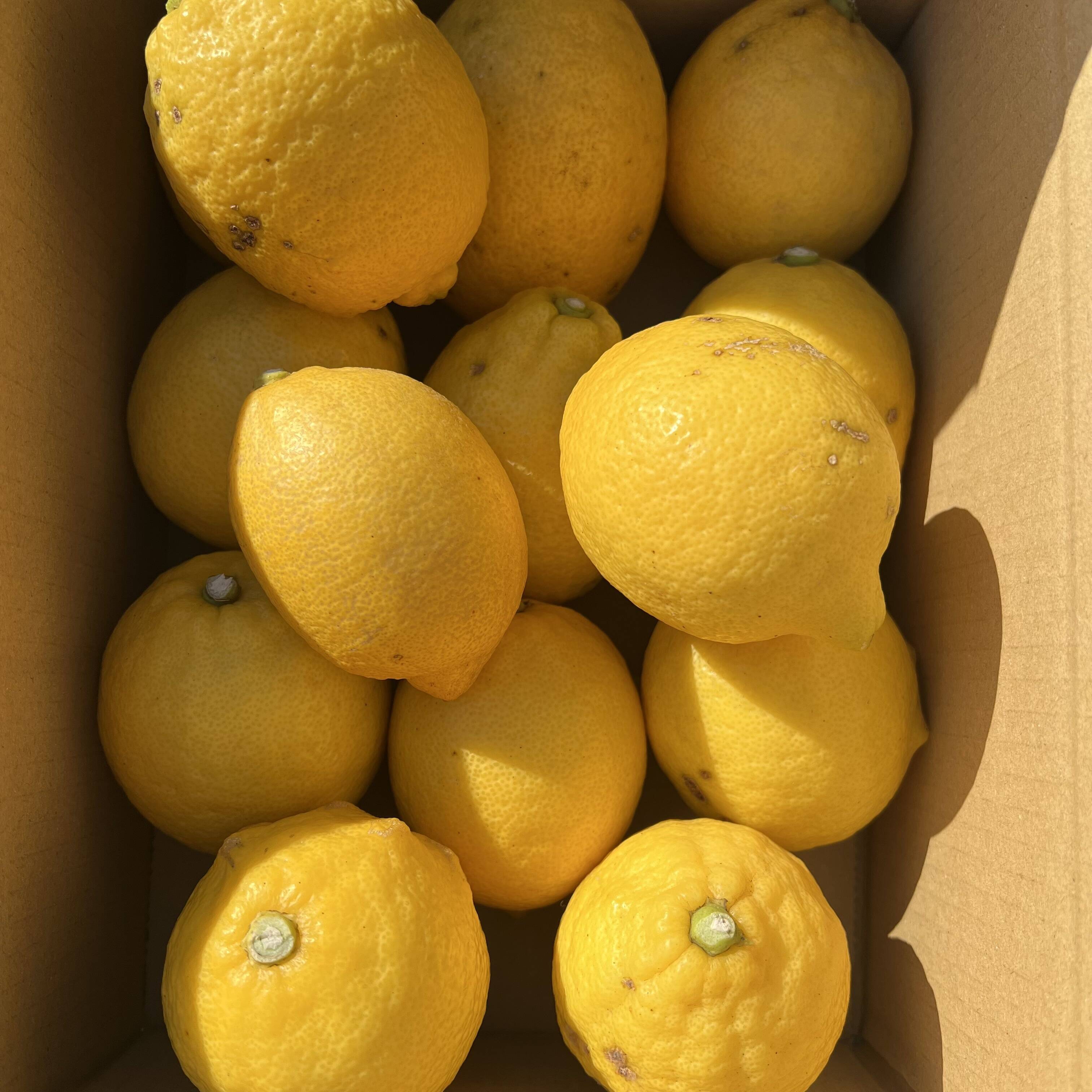 れもん様 2673b9f3edb22198f47f2e19c6e9e8