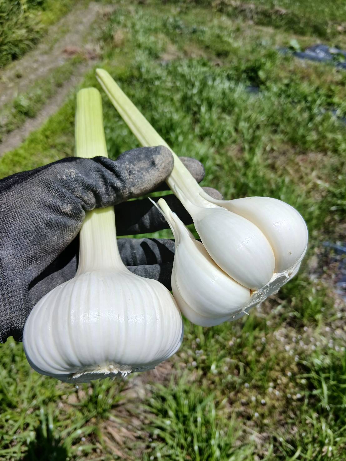 2026年産◇新にんにく◇農薬·化成肥料不使用：兵庫県産の野菜｜食べ