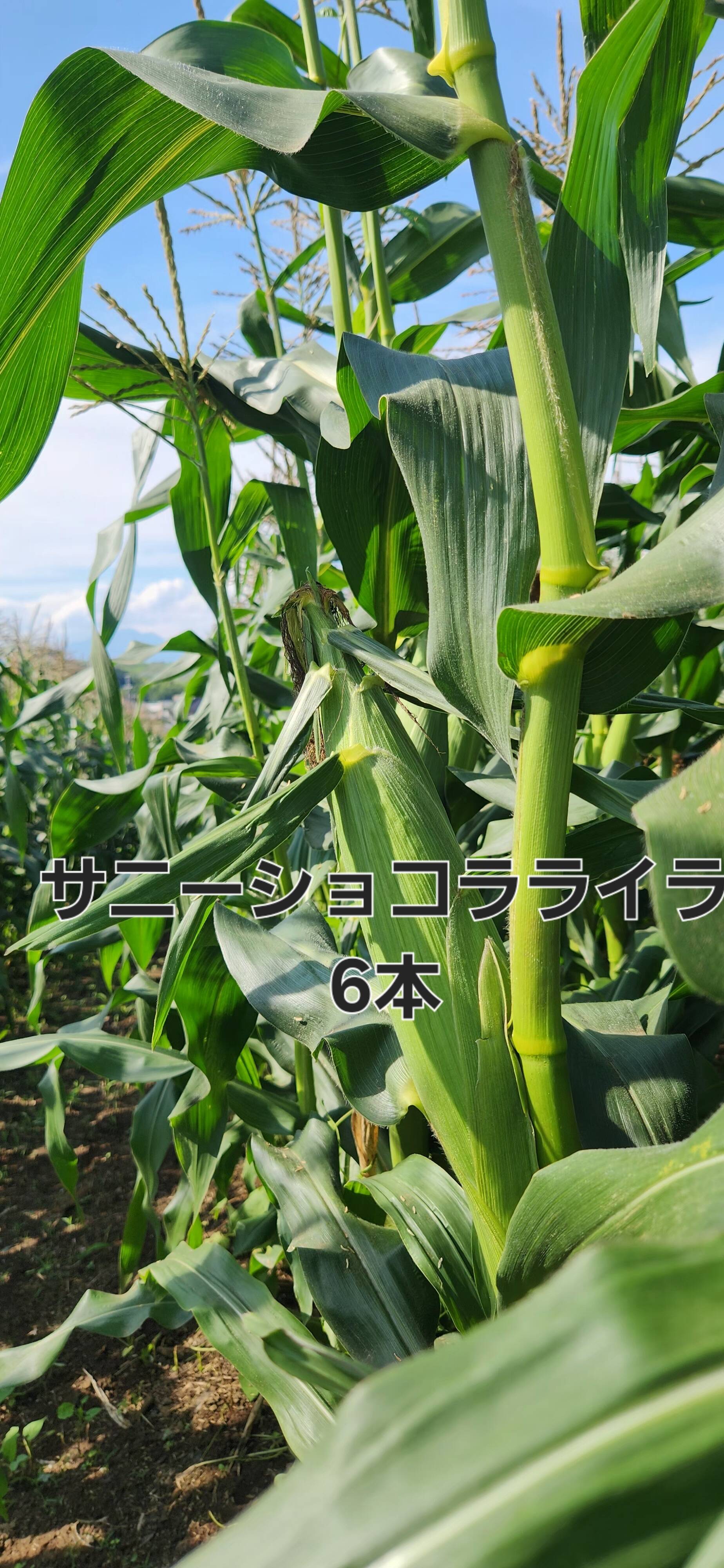 期間限定】サニーショコラライラ6本：山梨県産のサニーショコラ｜食べ 