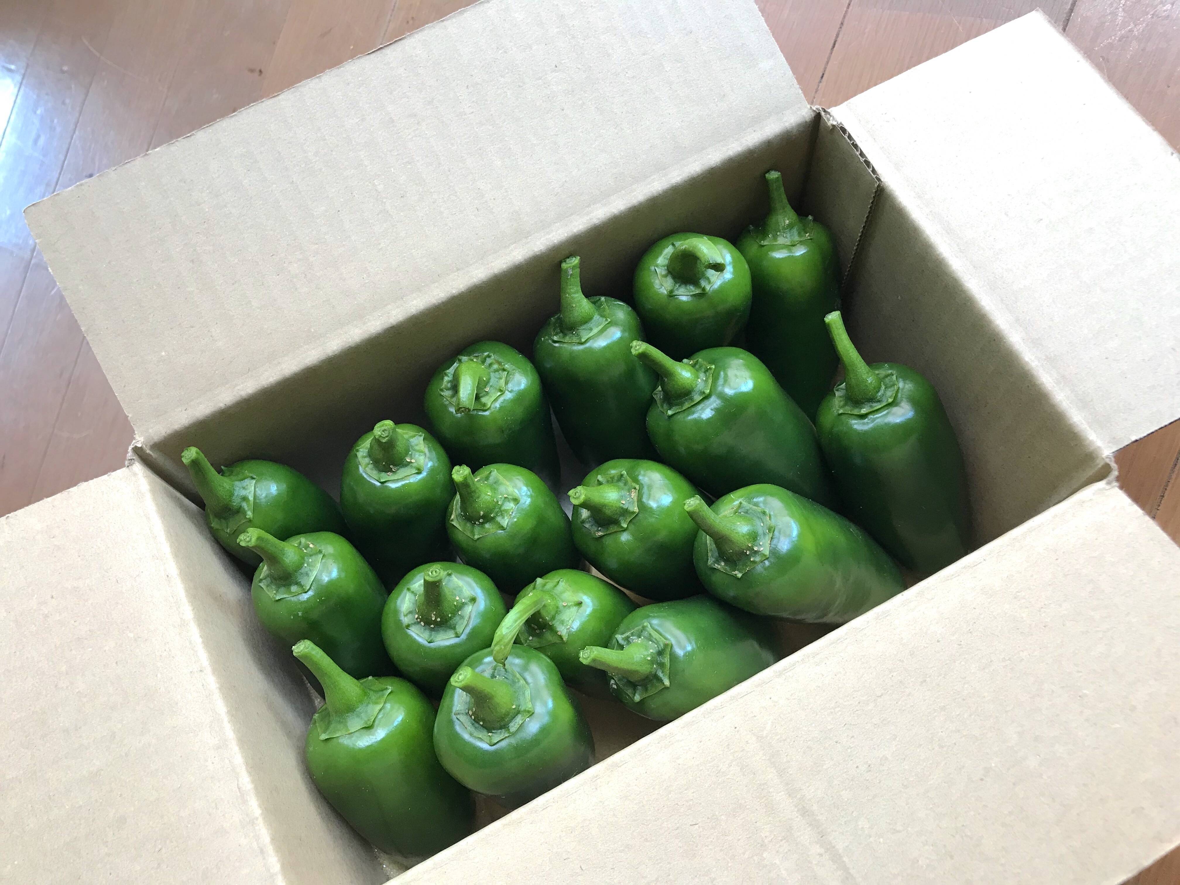 夏が旬 ハラペーニョ１ｋｇ サルサソース タコス ピザなどに 暑い夏に爽やかな辛さ 生の青唐辛子 福岡県産のピーマン 食べチョク 産地直送 産直 お取り寄せ通販 農家 漁師から旬の食材を直送