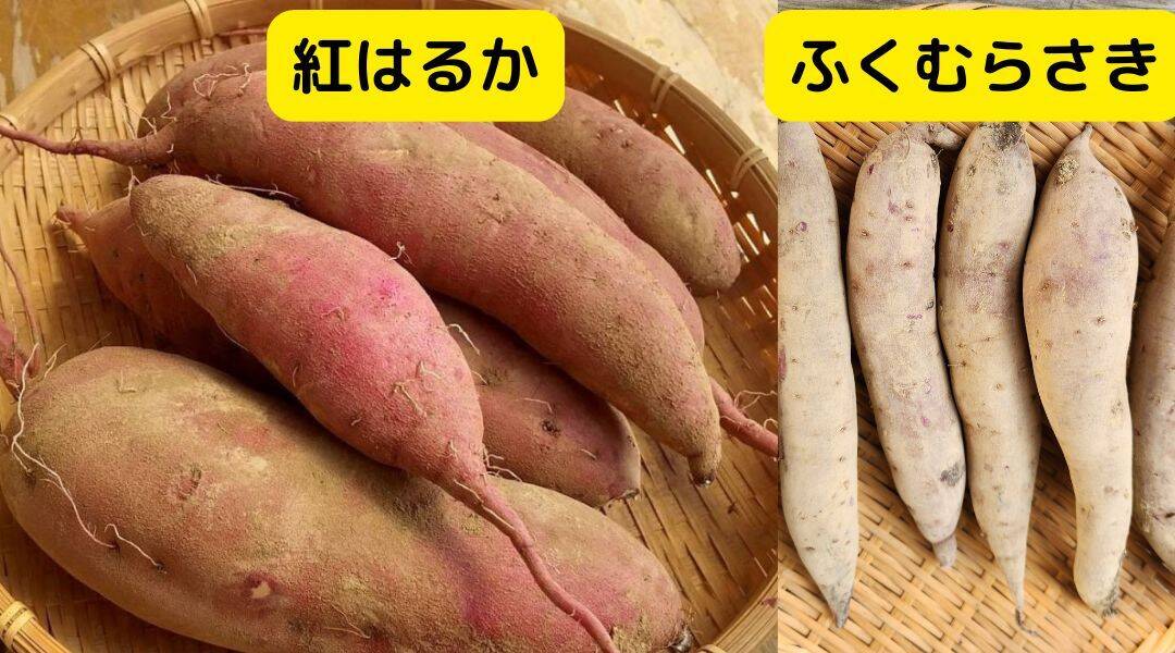 秋のしあわせ：さつまいも「紅はるか&ふくむらさきMIX（5㎏）」 農薬
