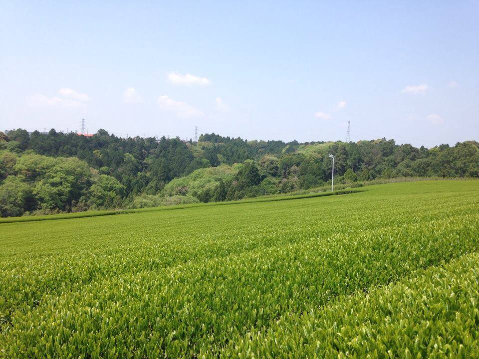 🍴 Eating choku ｜ Genki Farm, Makinohara City, Shizuoka Prefecture