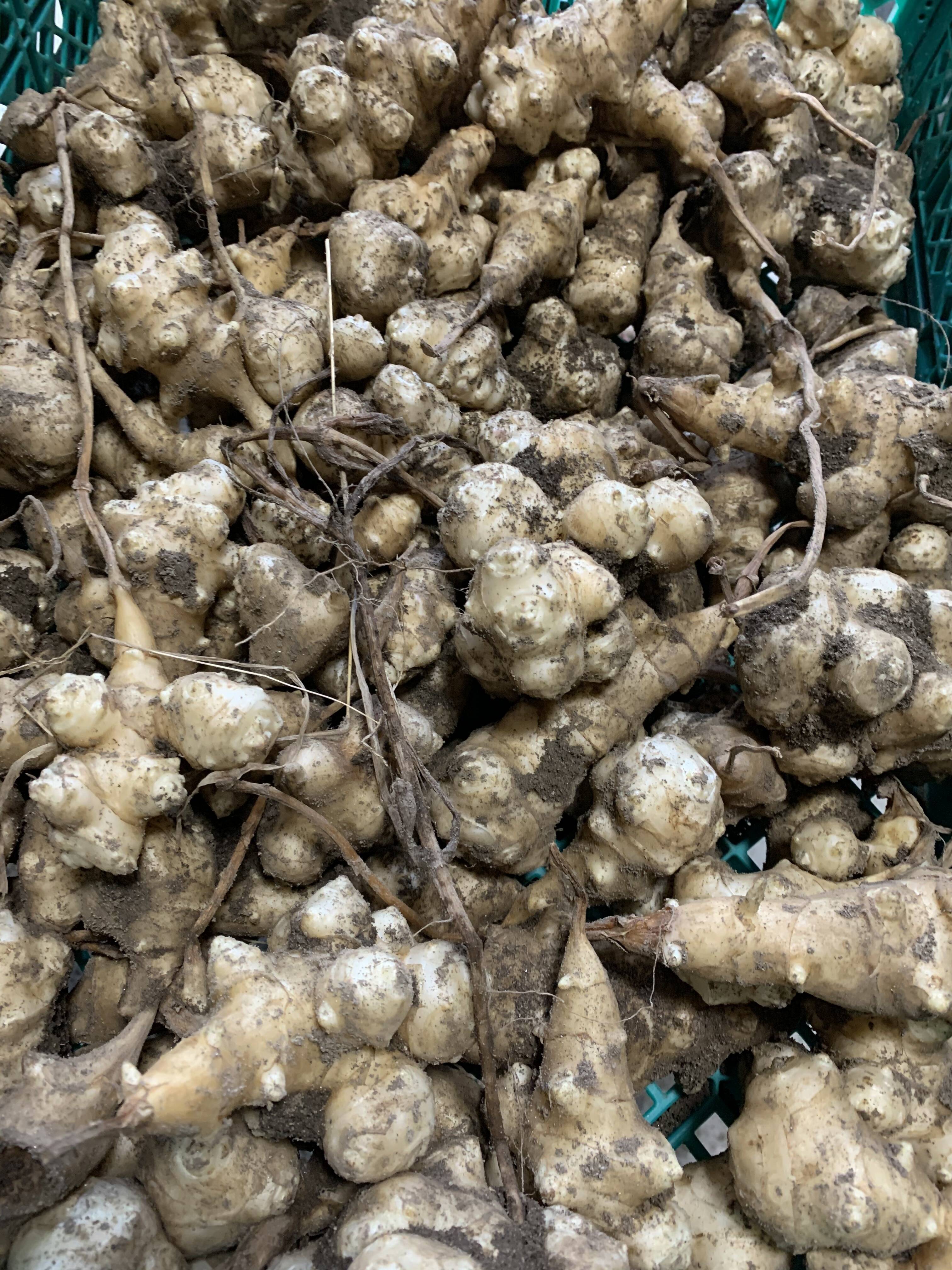 菊芋20kg+α　化学肥料使用なし　農薬使用なし 菊芋2キロ＋おまけつき！【農薬、化学肥料不使用】【冬ギフト】：奈良